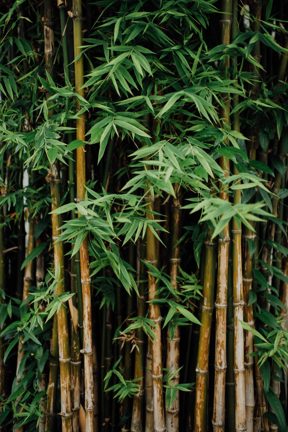 pointed brown bamboo leaves, tall bamboo stalks, vibrant green leaves, HD Phone Wallpaper