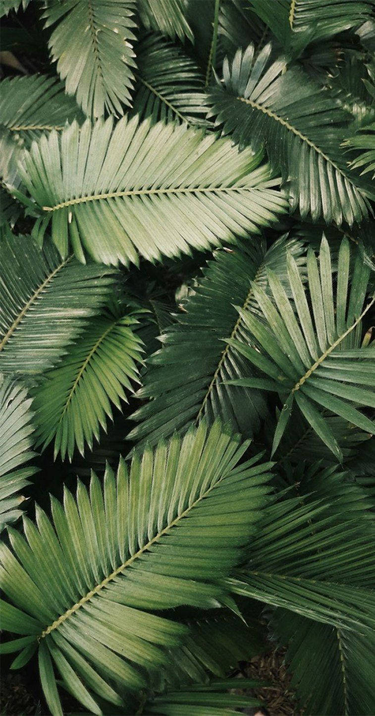 Leaves iPhone, cycad leaves, vibrant green, HD Phone Wallpaper
