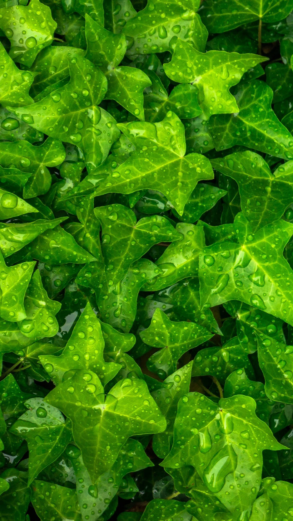 Wet Plant Leaves, top View, iPhone, HD Phone Wallpaper