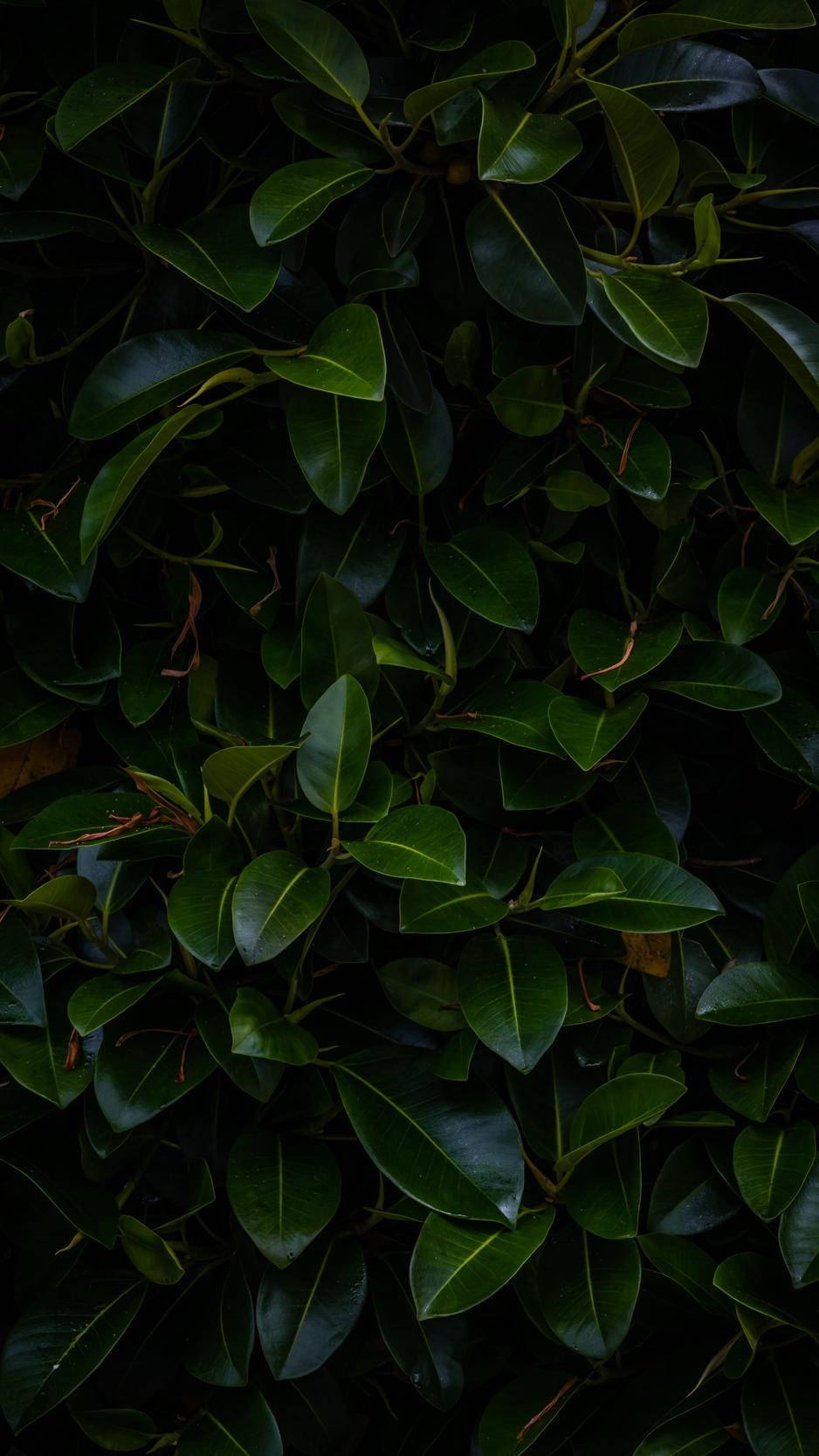 dim light, glossy dark green leaves, subtle highlights and shadows, HD Phone Wallpaper