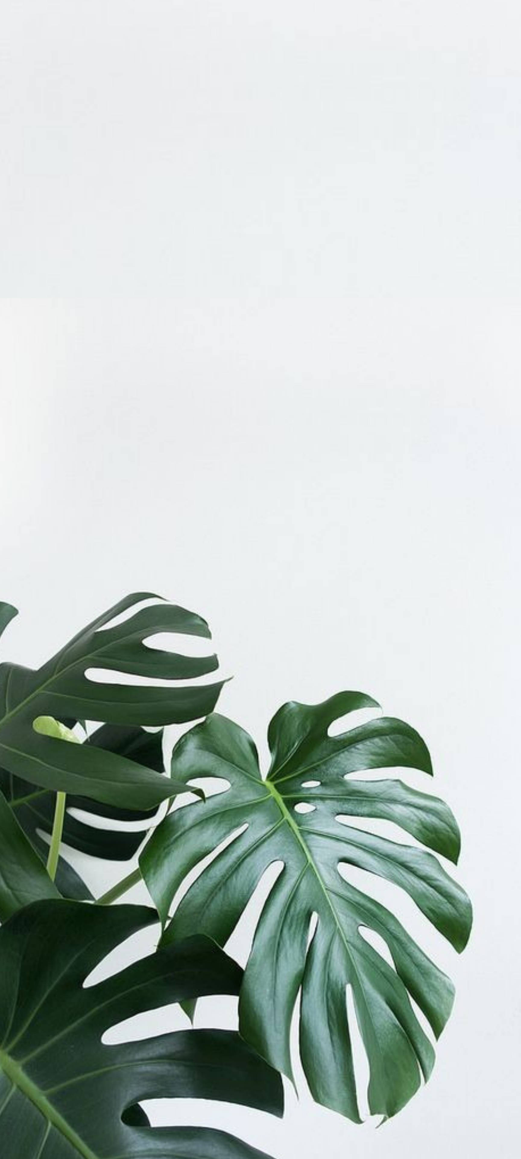 Monstera leaves, glossy, deep green veins, 4K Phone Wallpaper