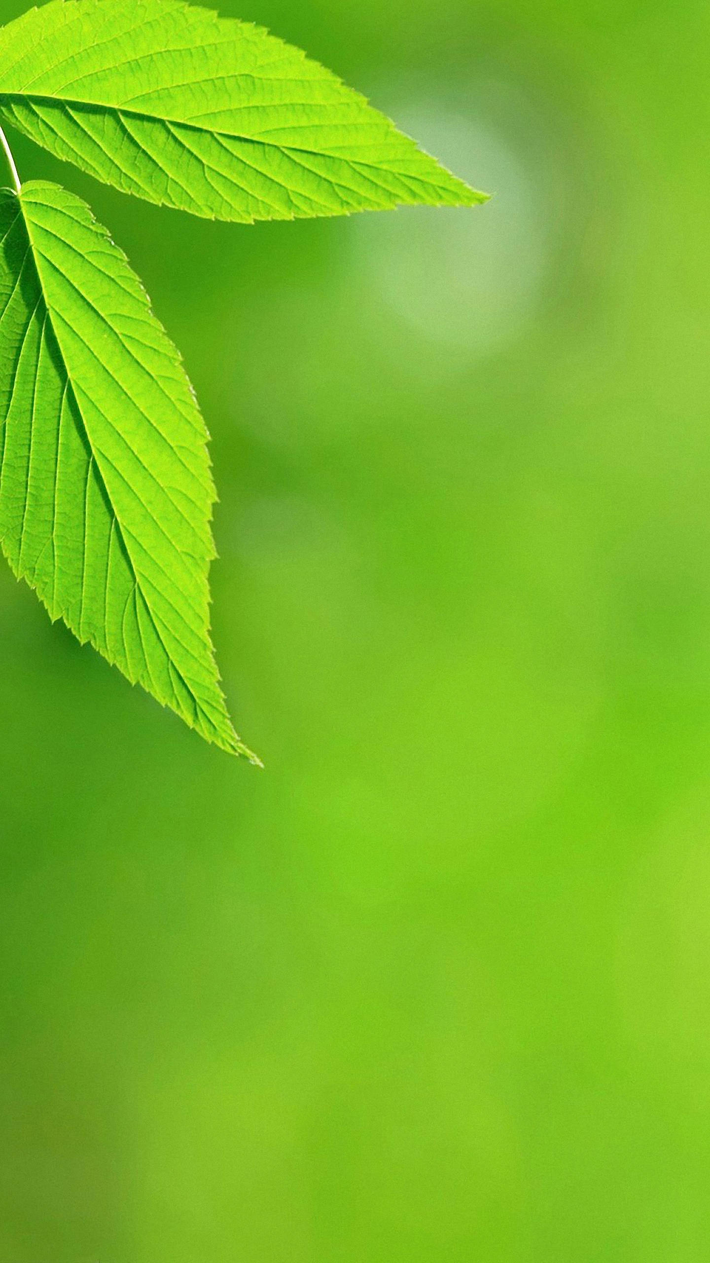 bright green leaves, iPhone, detailed veins, 2K Phone Wallpaper