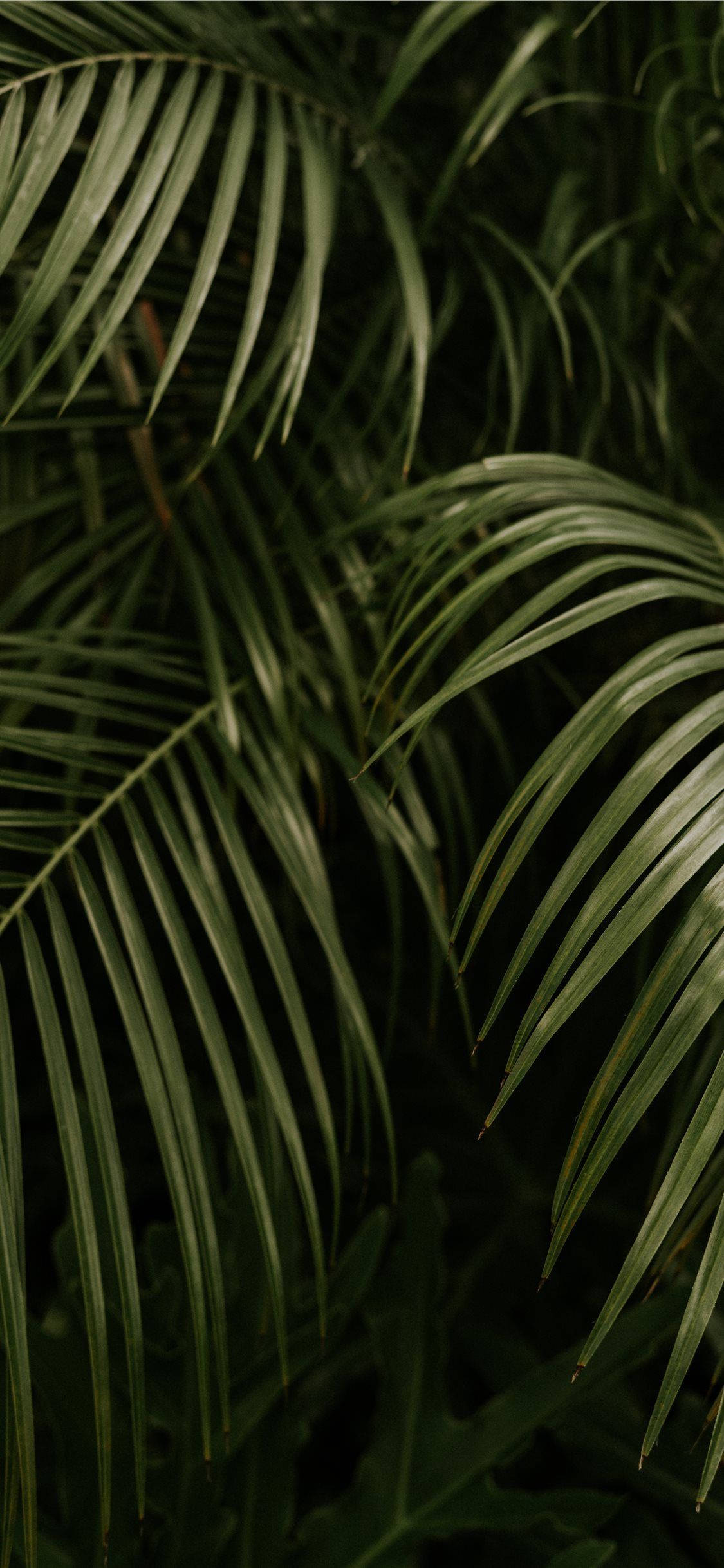 palm tree leaves, tropical jungle canopy, dark green, Full HD Phone Wallpaper