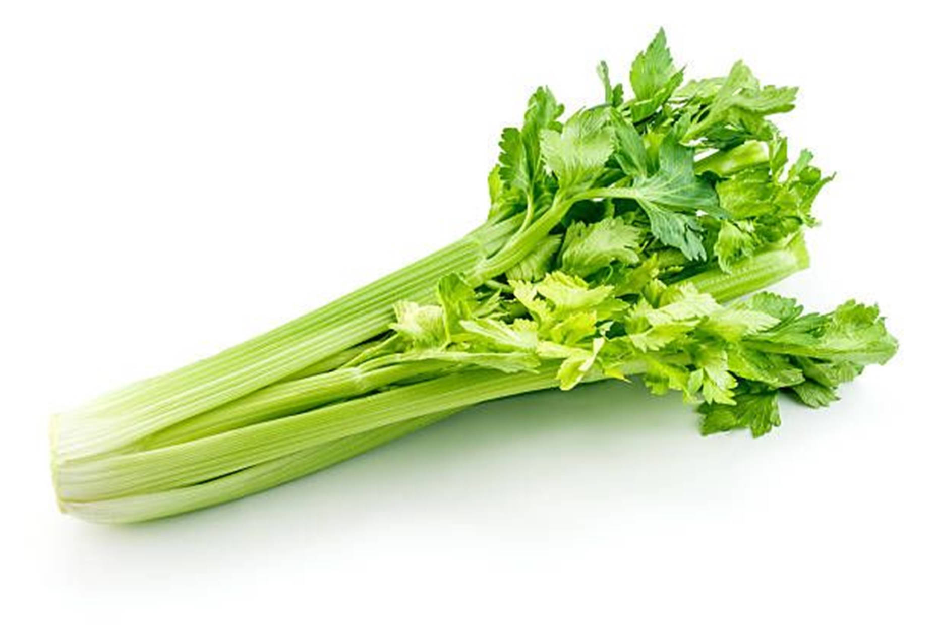 celery plant, vibrant green leaves, white background, HD Desktop Wallpaper