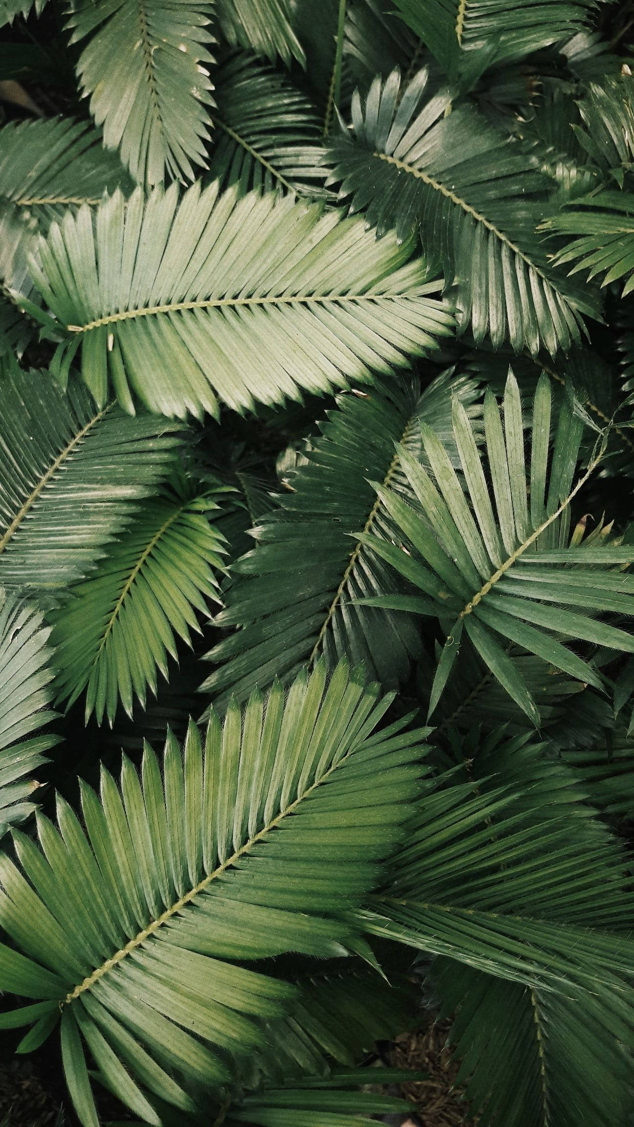 palm tree, tropical leaf, lush green, Full HD Phone Wallpaper
