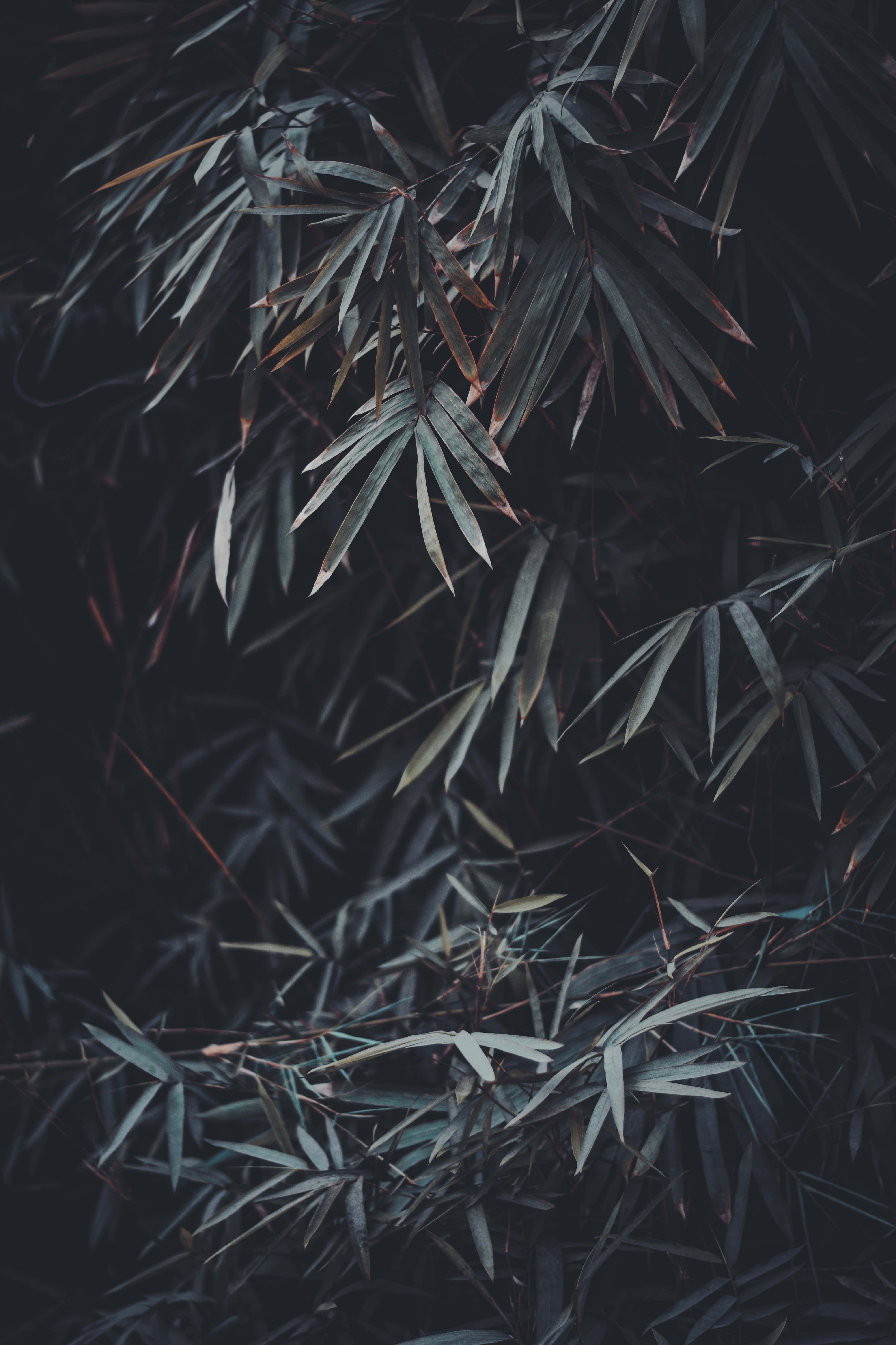 bamboo leaves, muted green, brown tones, 5K Phone Wallpaper