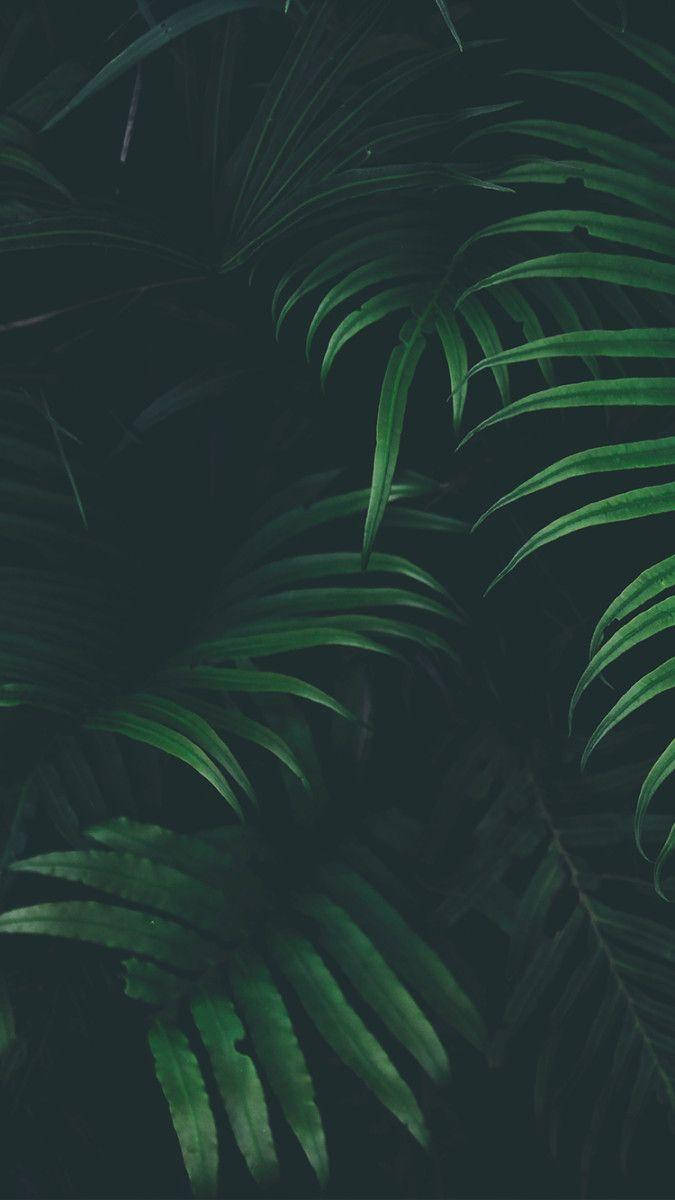 shadowy green leaves, lush fern fronds, vibrant green, SD Phone Wallpaper