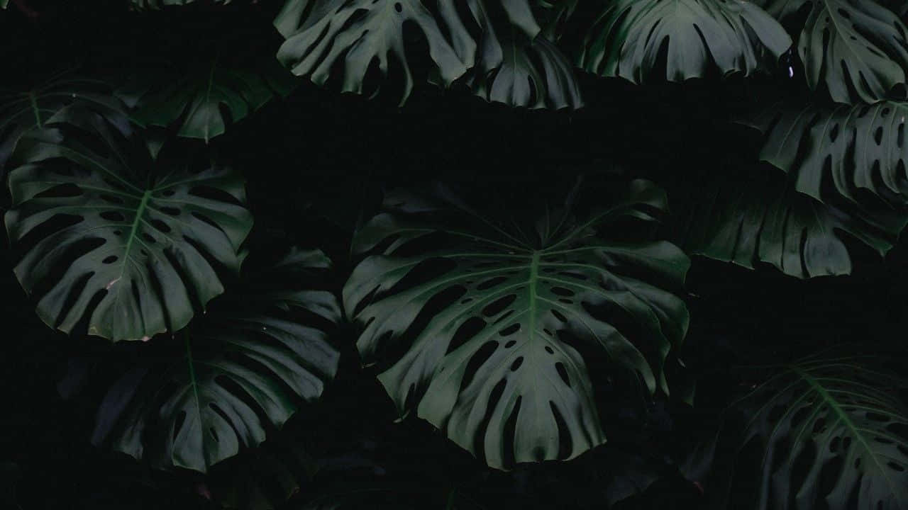 monstera leaves, natural holes, deep black background, HD Desktop Wallpaper