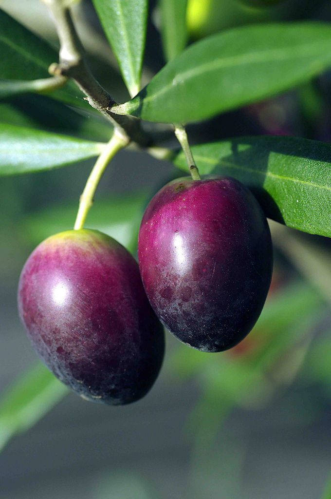 purple olive fruit, glossy green leaves, branch, SD Phone Wallpaper