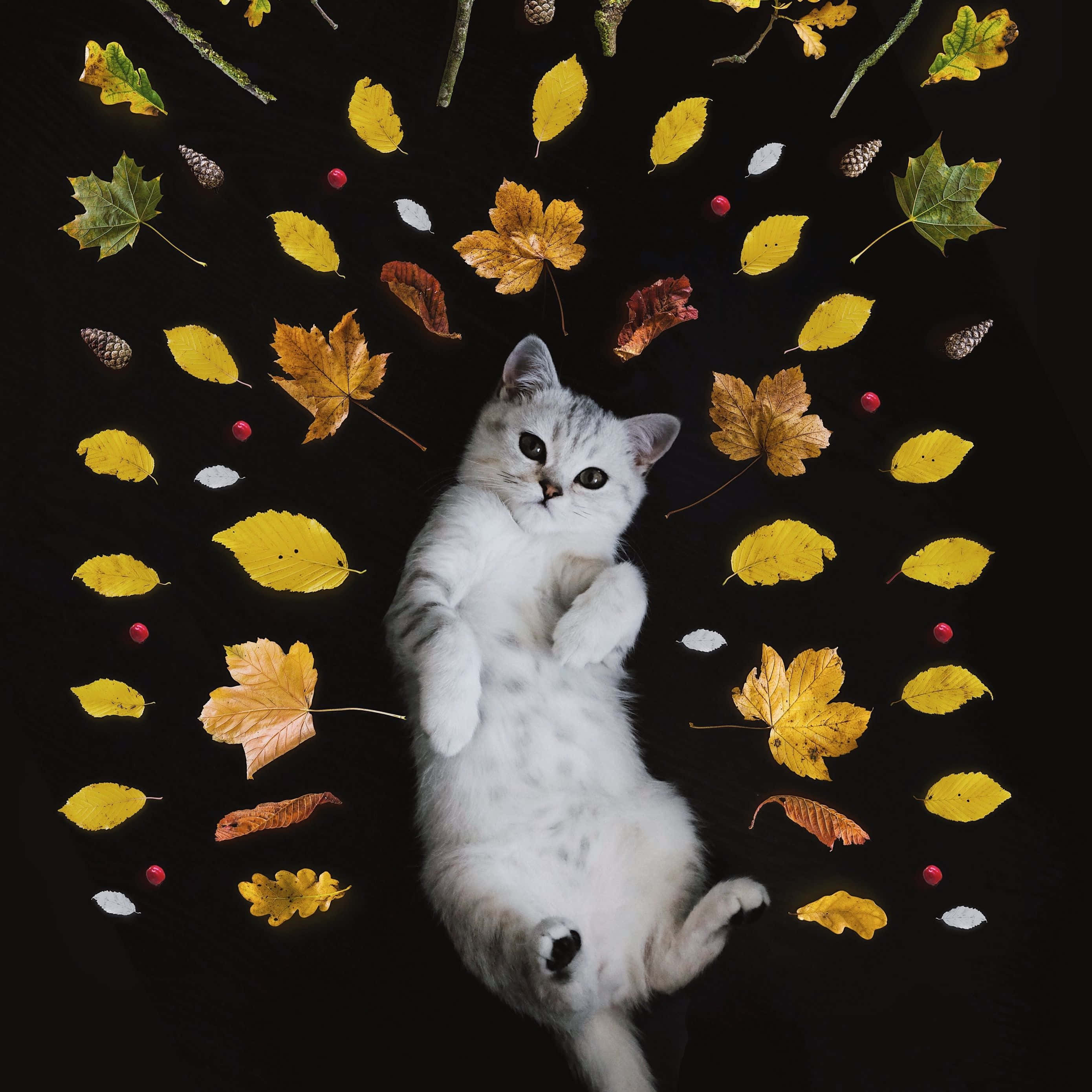 white cat, fluffy, autumn leaves, 2K Desktop Wallpaper