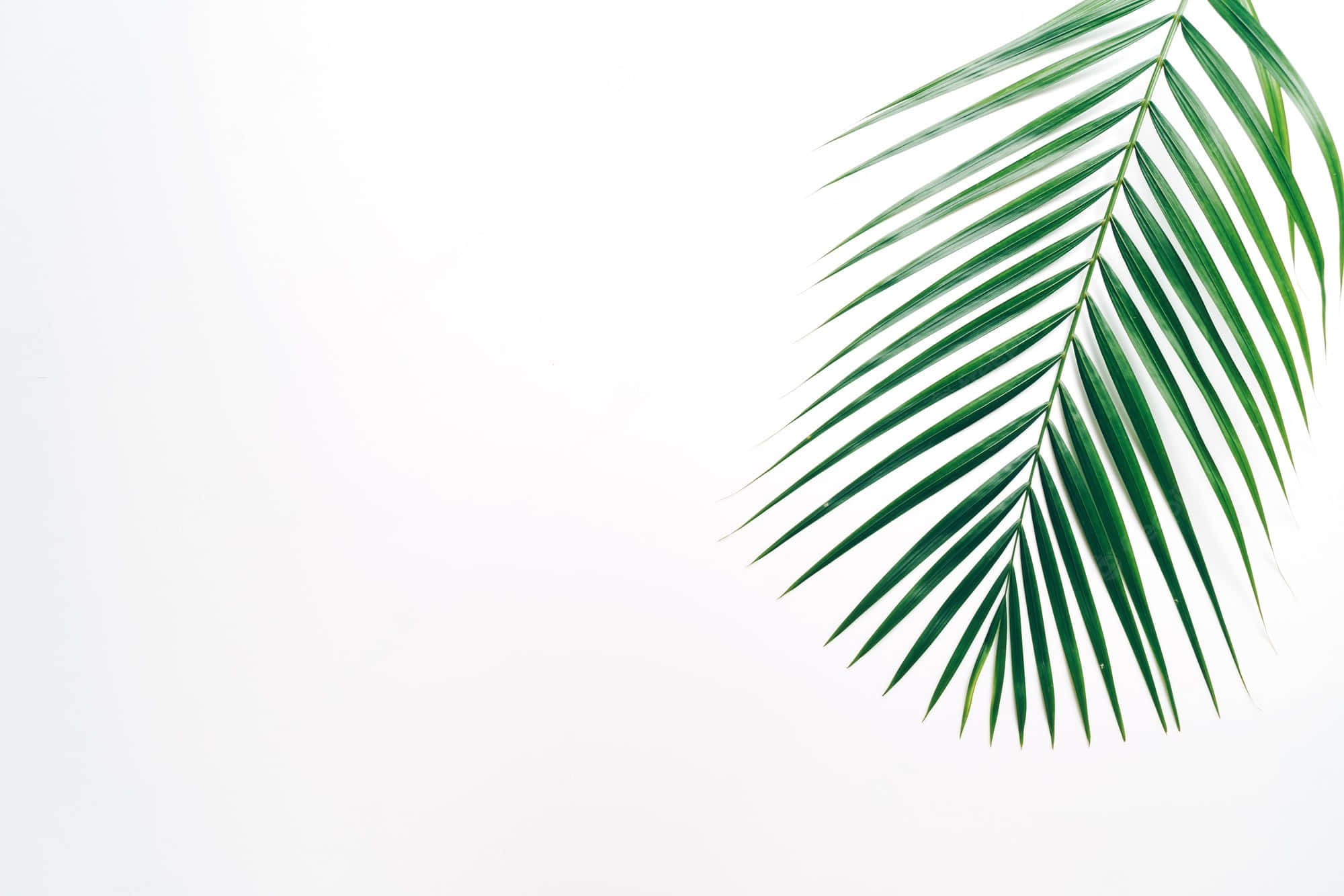 palm leaf, vibrant green, white background, Full HD Desktop Wallpaper
