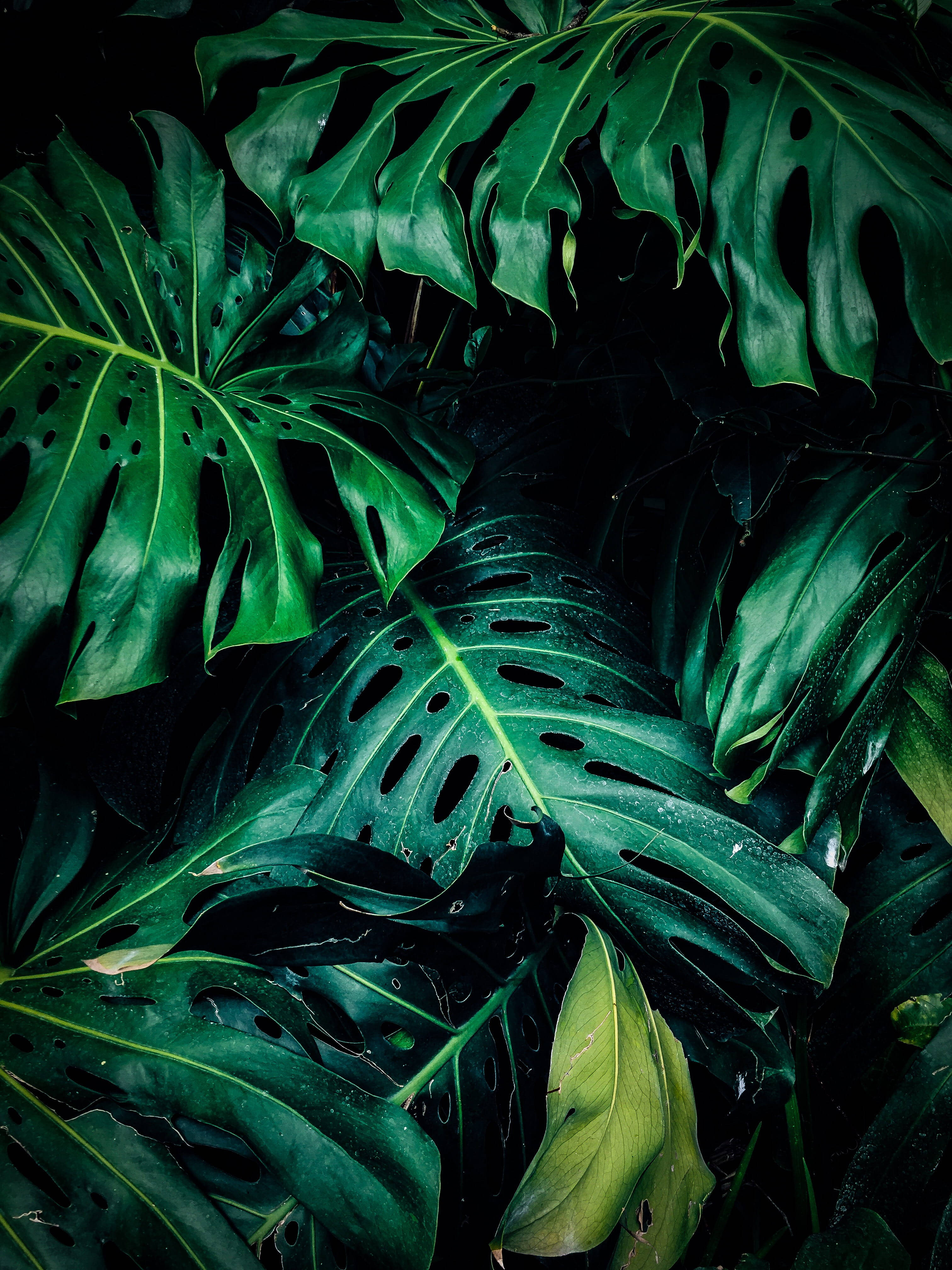 emerald monstera leaves, natural holes, veins, 4K Phone Wallpaper