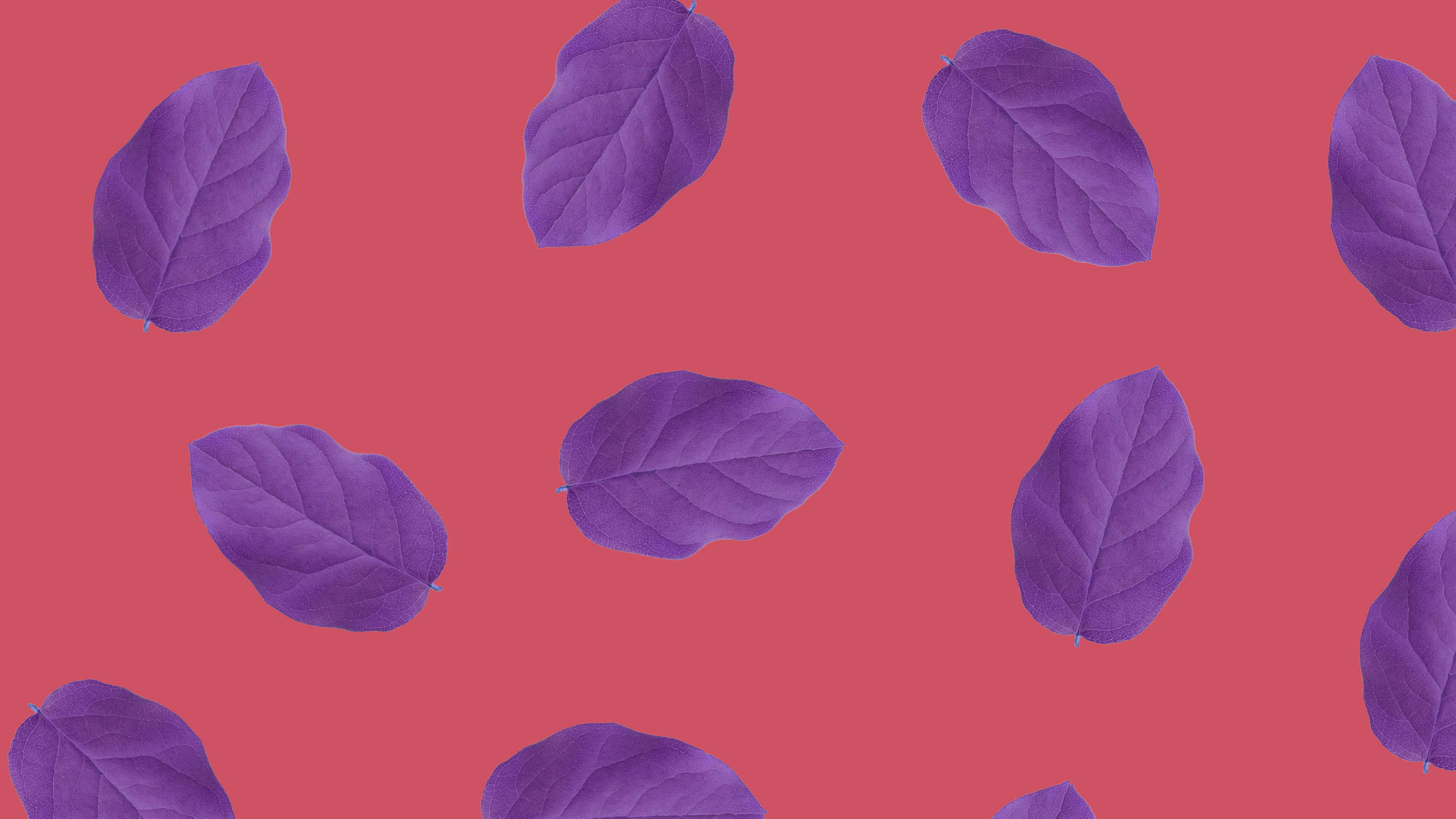 red, purple, minimalist plant, 4K Desktop Wallpaper