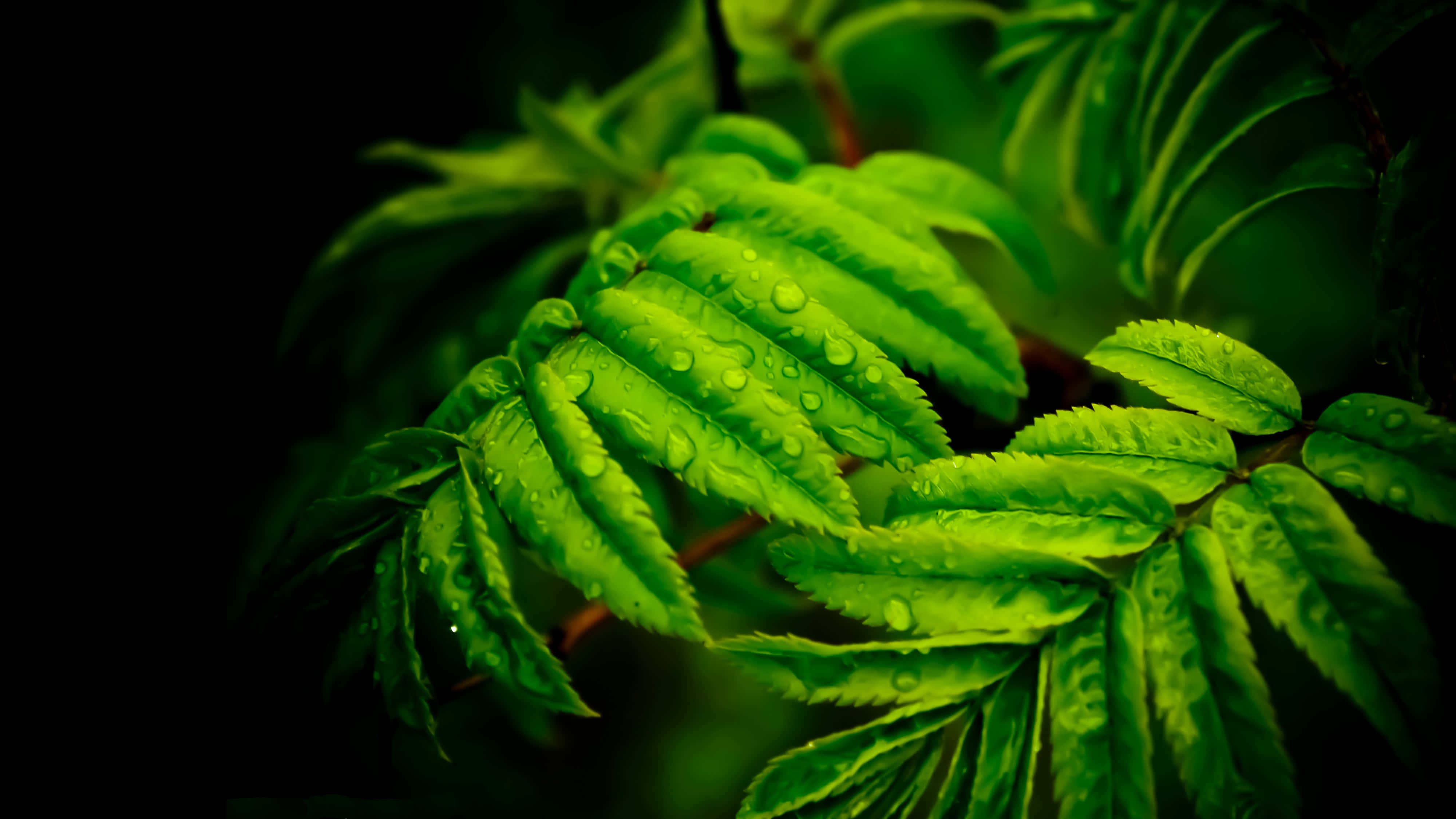 4K Resolution, vibrant green leaves, dewdrops, 4K Desktop Wallpaper