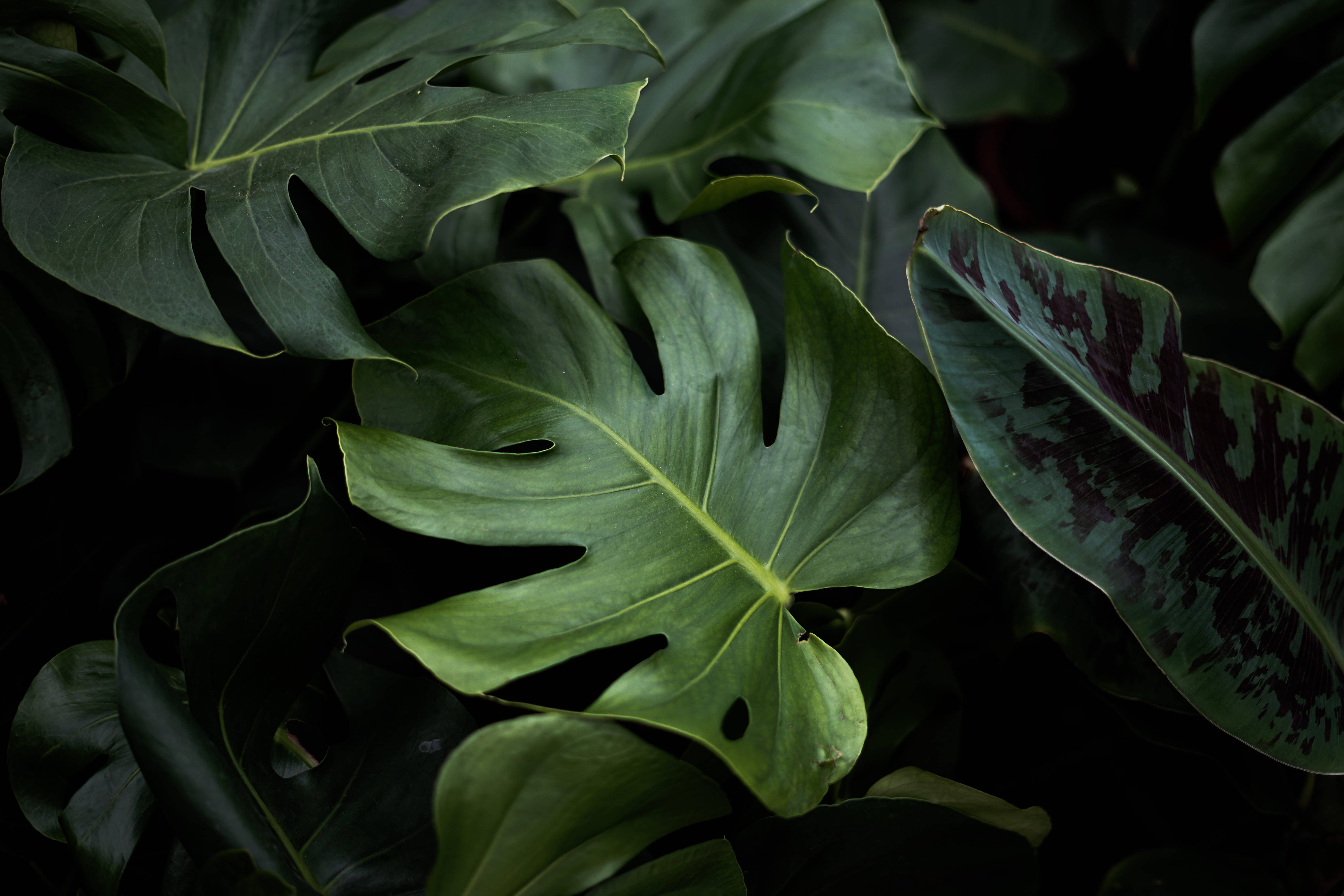 monstera, glossy, deep green, 5K Desktop Wallpaper