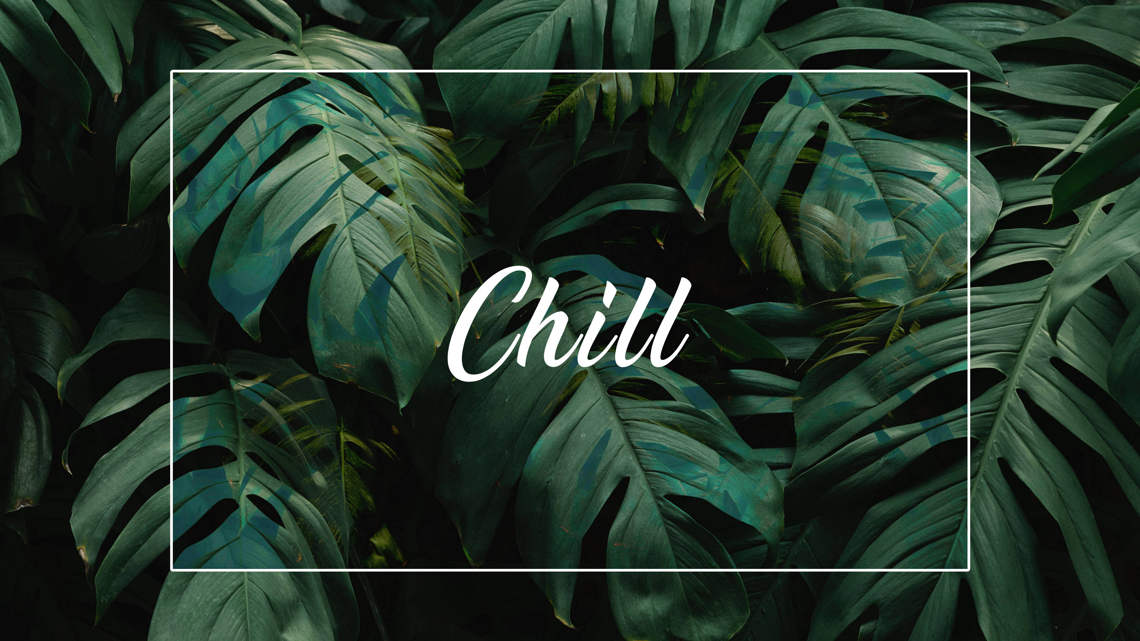 monstera leaves, deep green tones, white bordered text, 4K Desktop Wallpaper