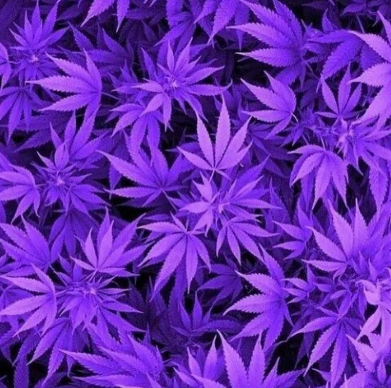 purple weed leaf, cannabis leaves, dark background, SD Desktop Wallpaper