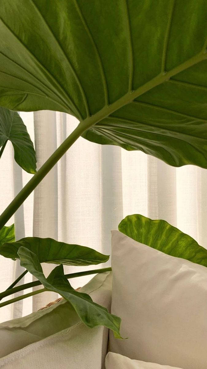 glossy green tropical leaves, cozy indoor scene, soft white pillows, SD Phone Wallpaper