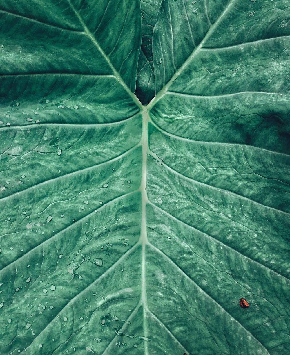 taro leaf, large green leaf, intricate veins, SD Phone Wallpaper