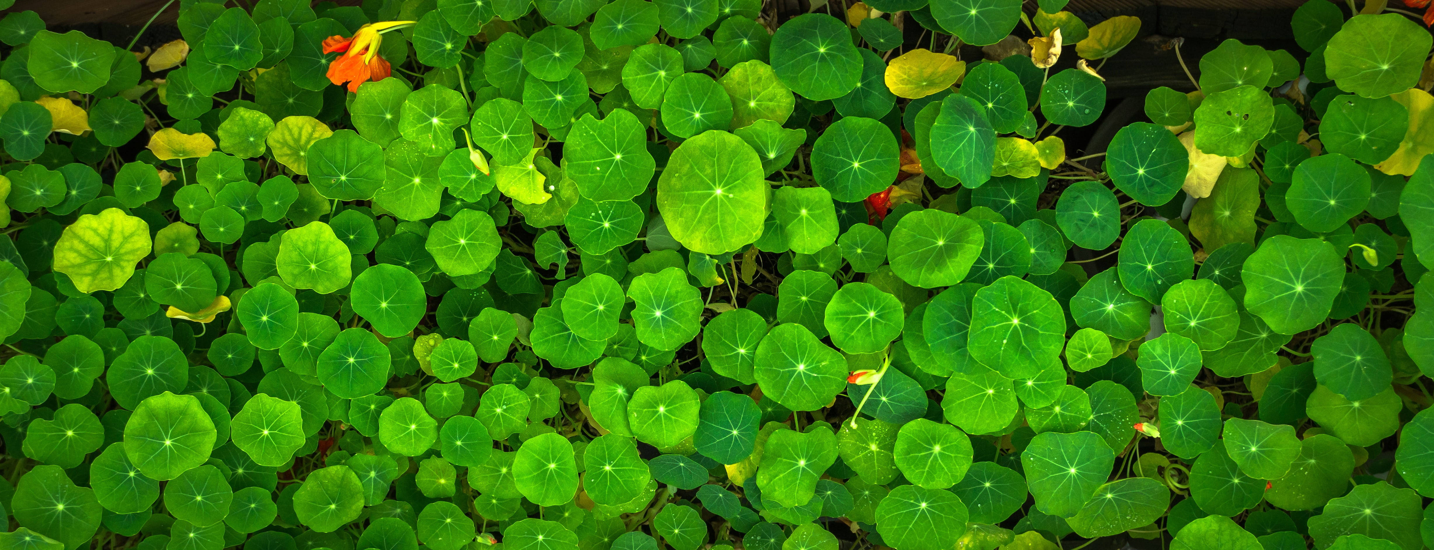 pennywort green leaves, nasturtium leaves, vibrant green, 4K Desktop Wallpaper