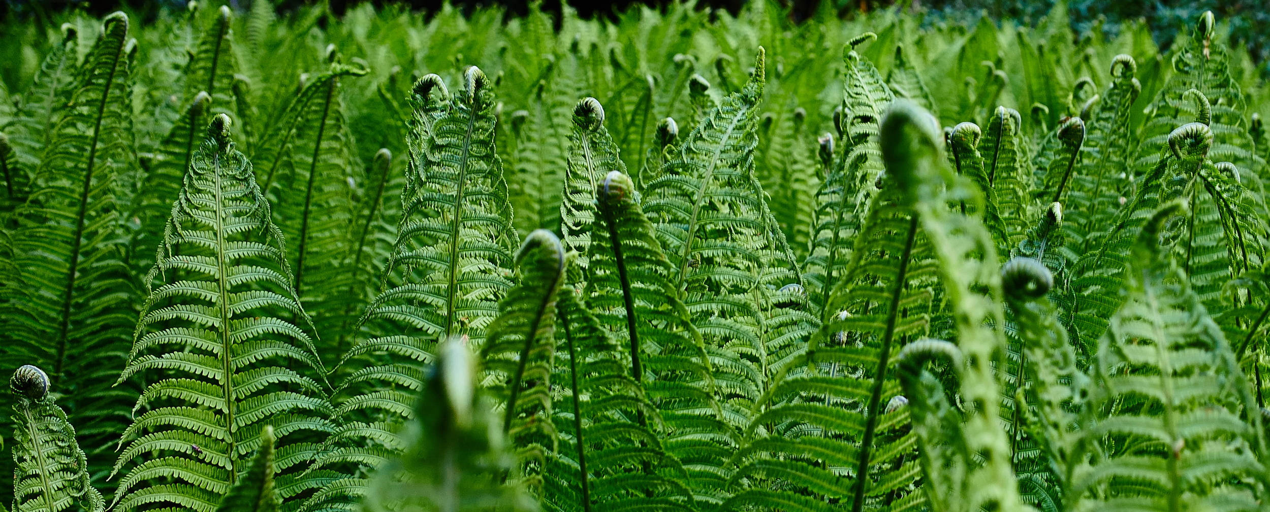 ferns, vibrant green, unfurling fronds, Full HD Desktop Wallpaper
