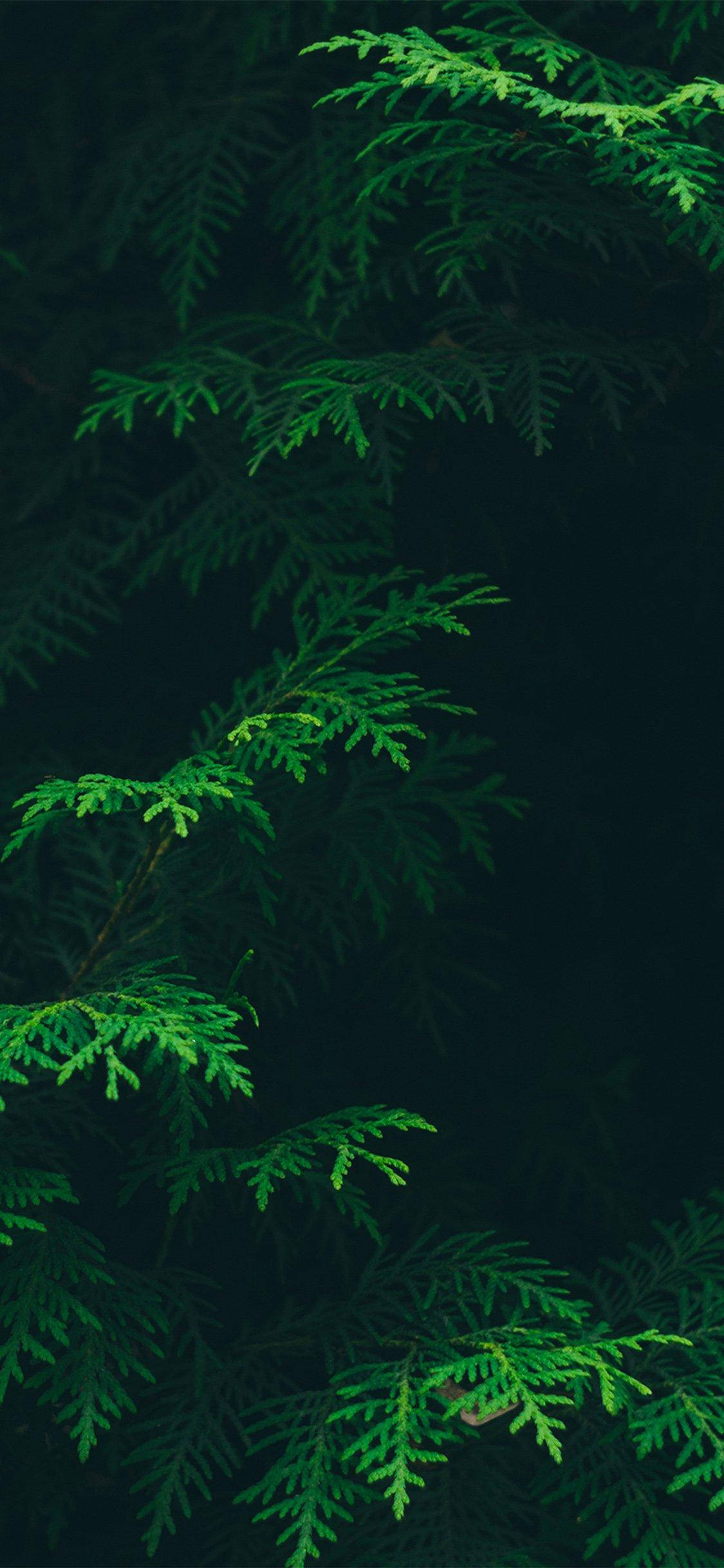 Forest Leaves, iPhone, vibrant green cedar branches, Full HD Phone Wallpaper