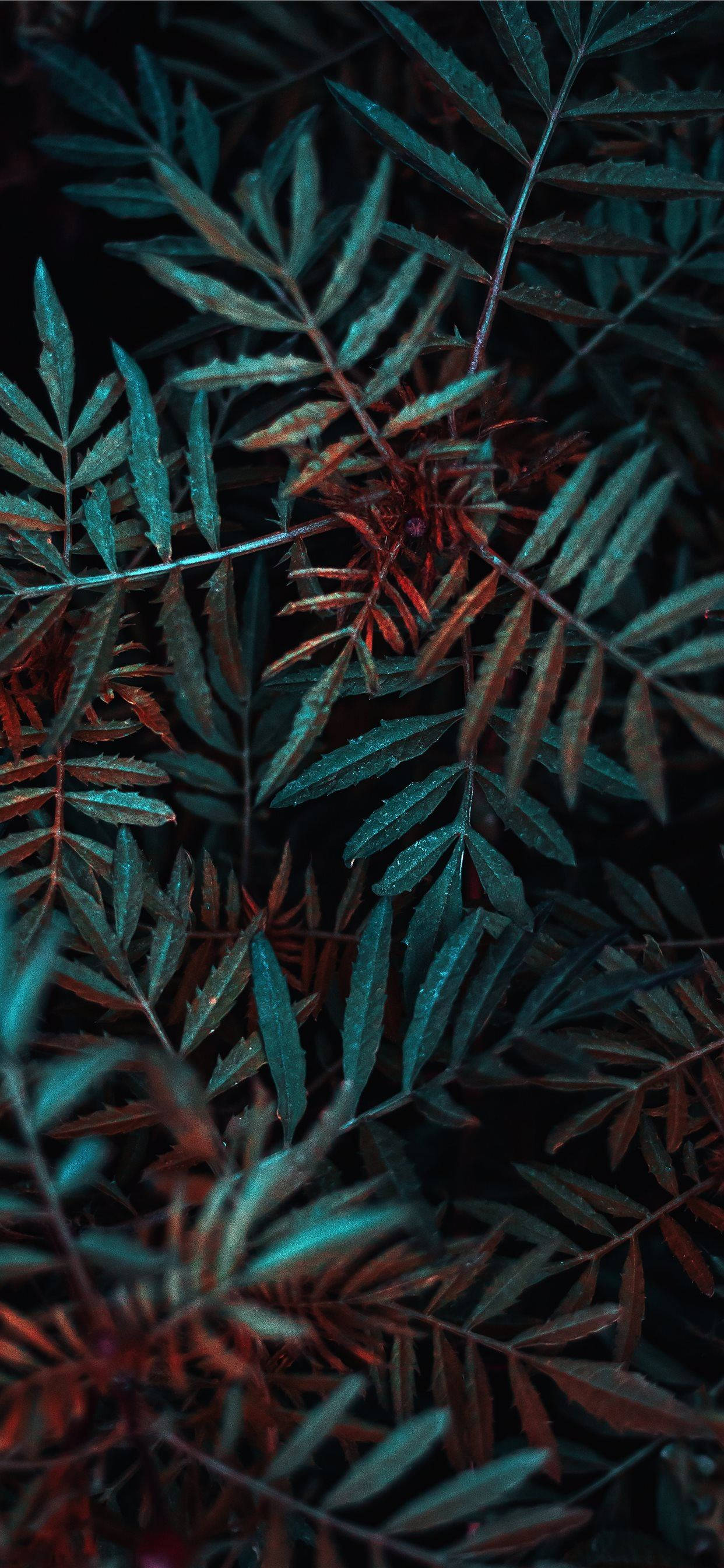 fern-like leaves, teal, burnt orange, 2K Phone Wallpaper