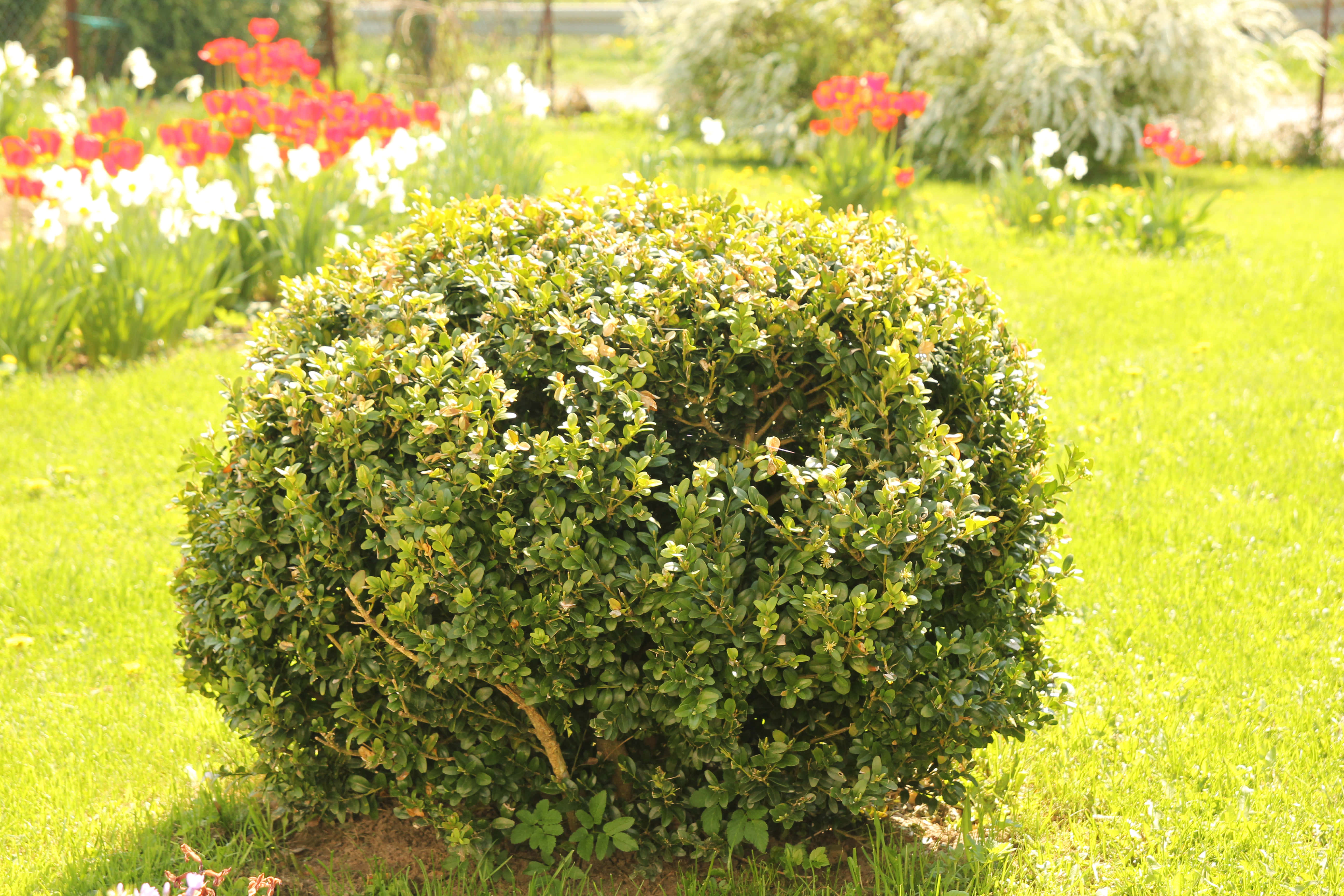 Common Box Bush, red and white flowers, sunlit garden, 5K Desktop Wallpaper