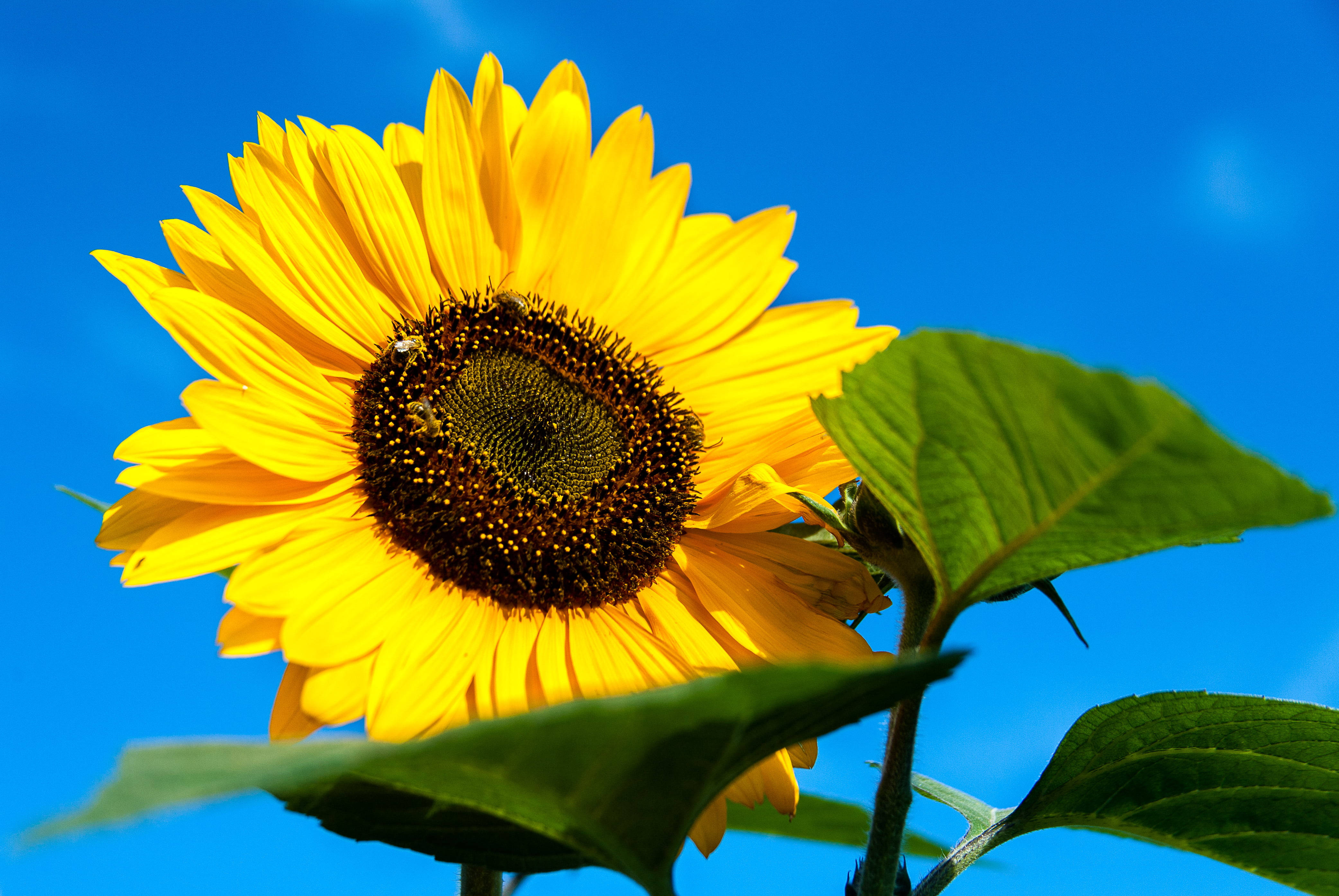 sunflower, bright yellow petals, dark center, 4K Desktop Wallpaper