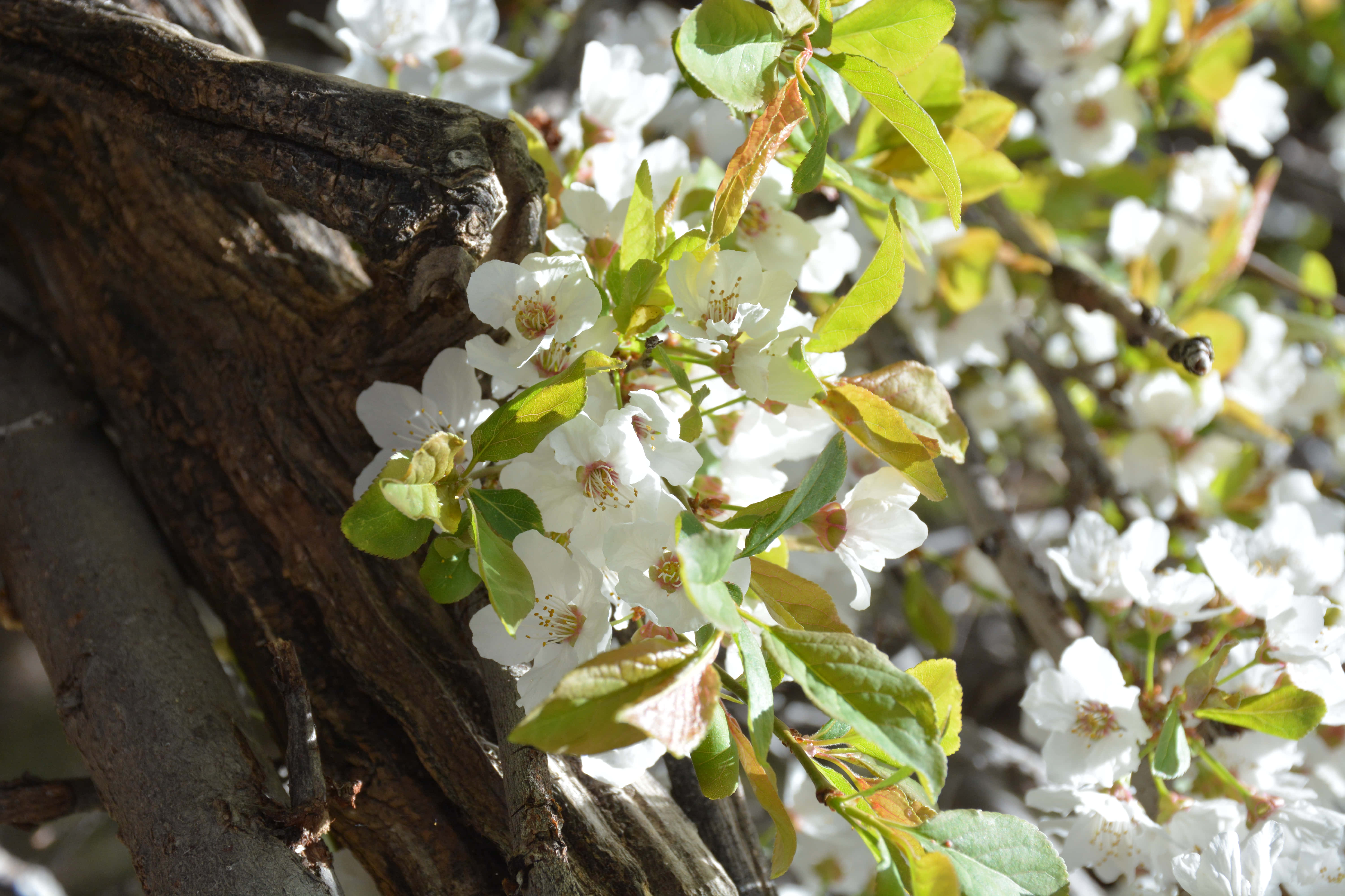 white flowers, yellow centers, rough textured bark, 5K Desktop Wallpaper