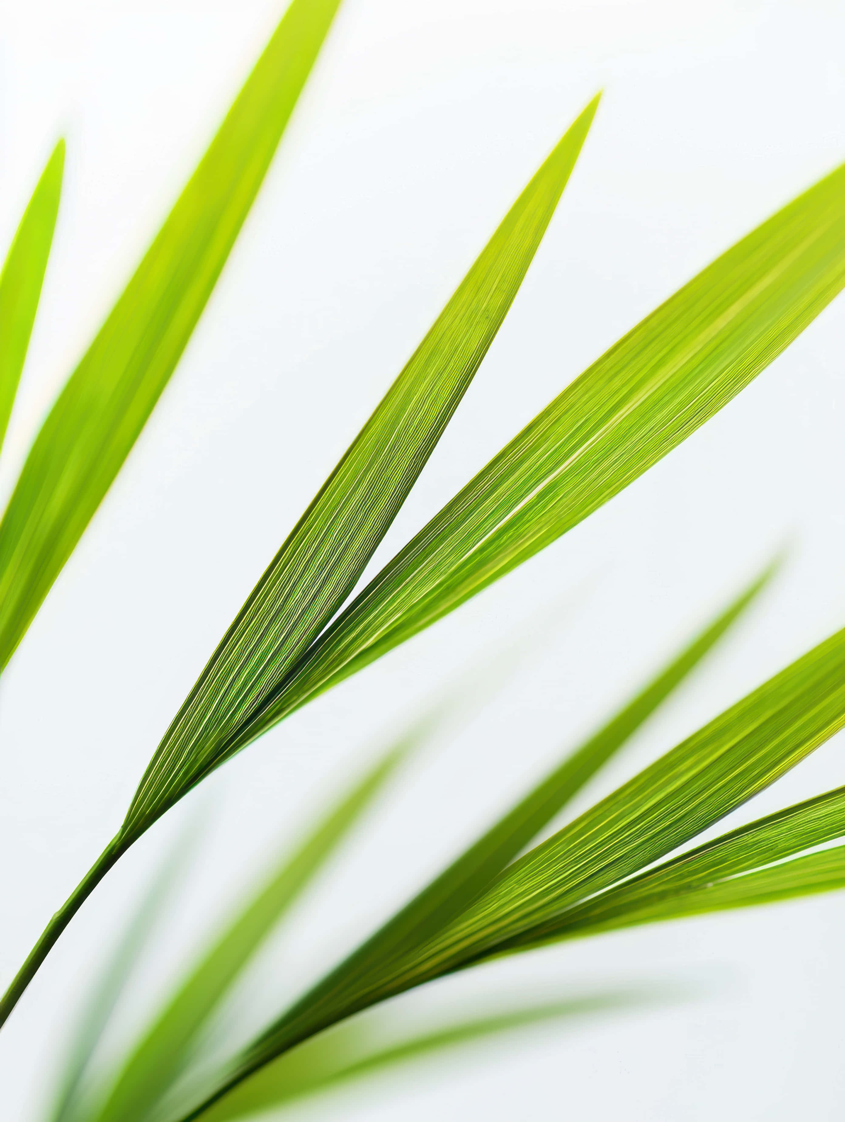 minimalistic, tropical green palm fronds, light background, 2K Phone Wallpaper
