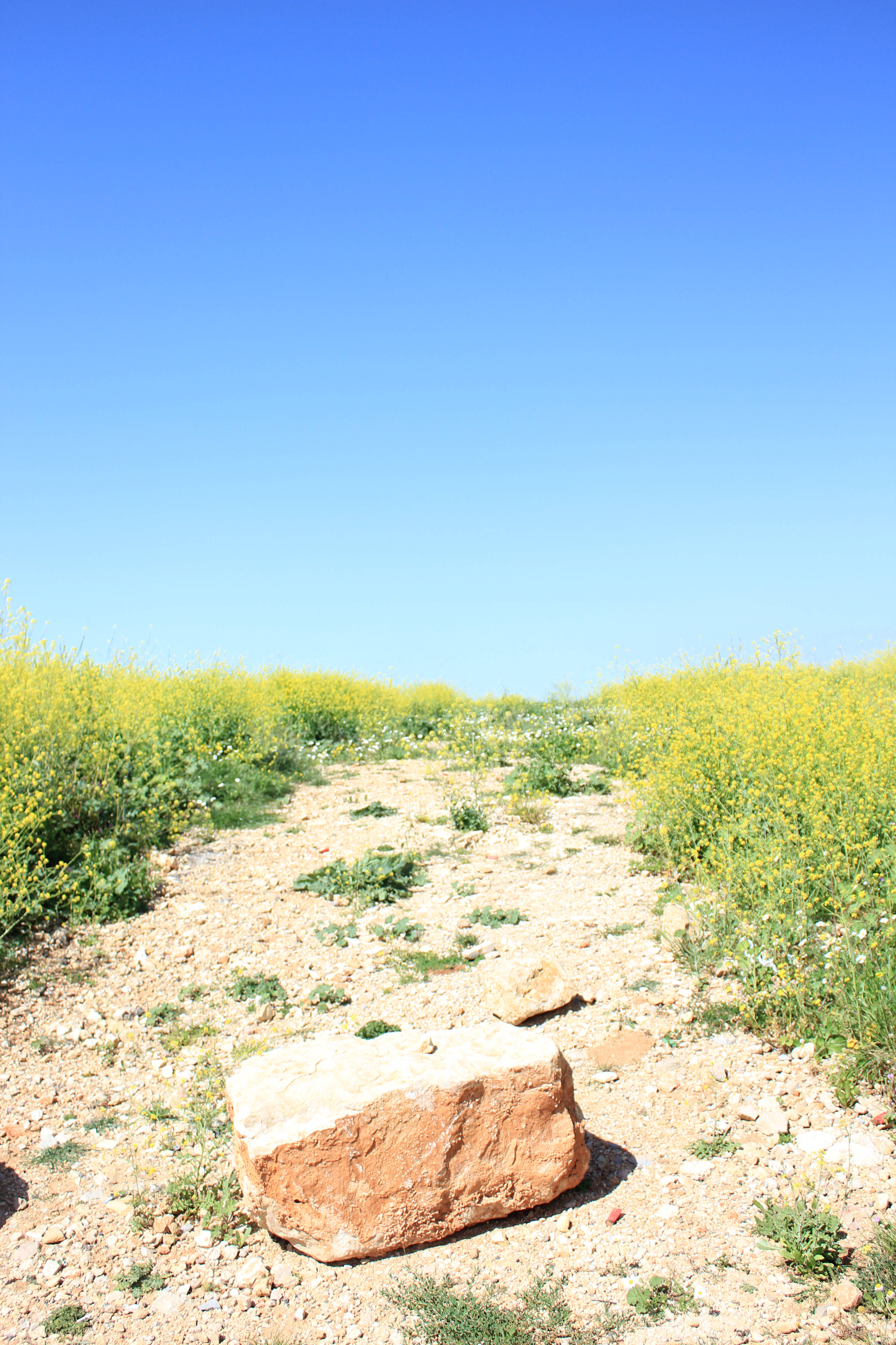 Lebanon, rocky grassland, yellow wildflowers, 5K Phone Wallpaper