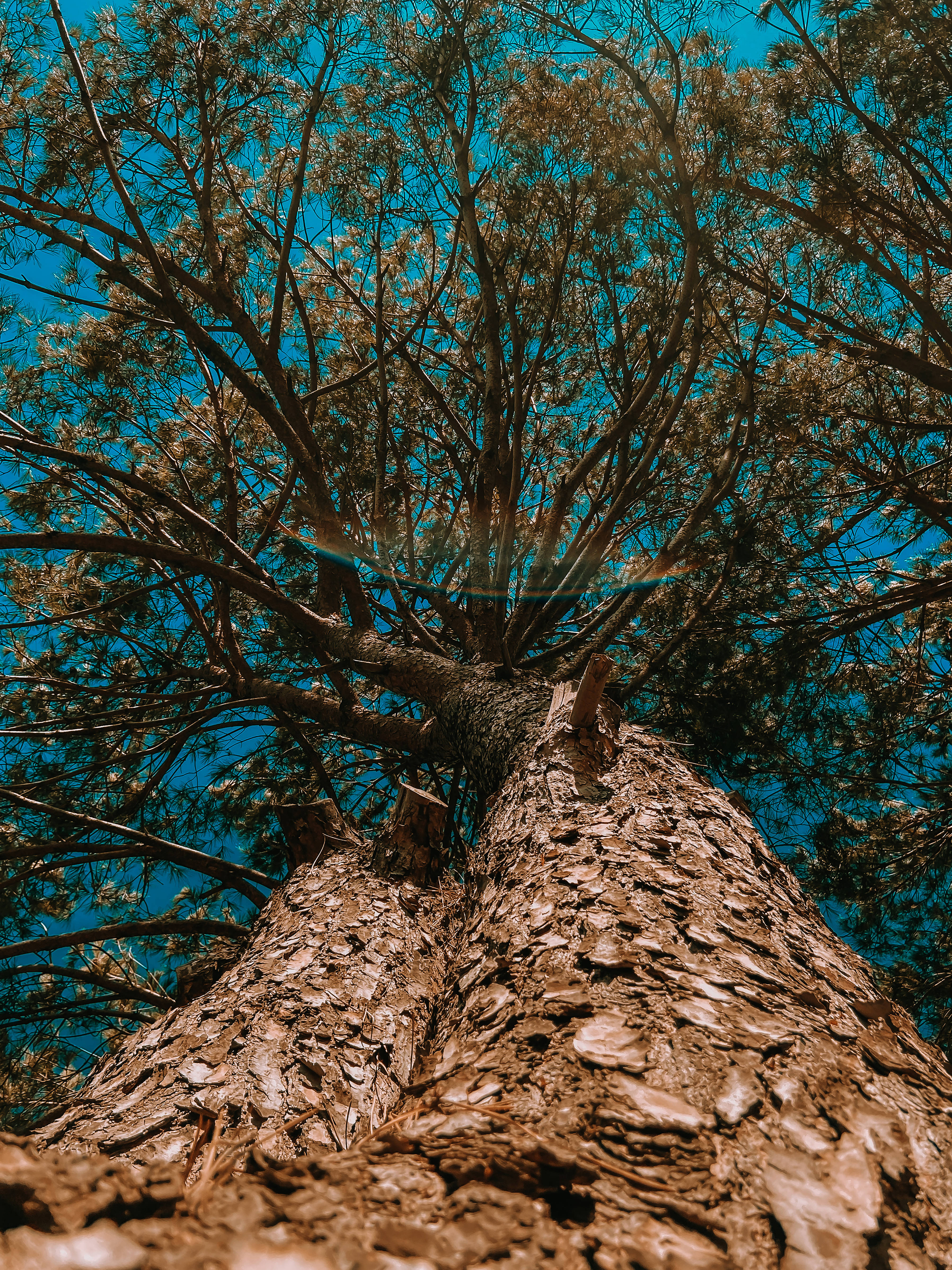 Lebanon, blue sky, brown tree, 5K Phone Wallpaper