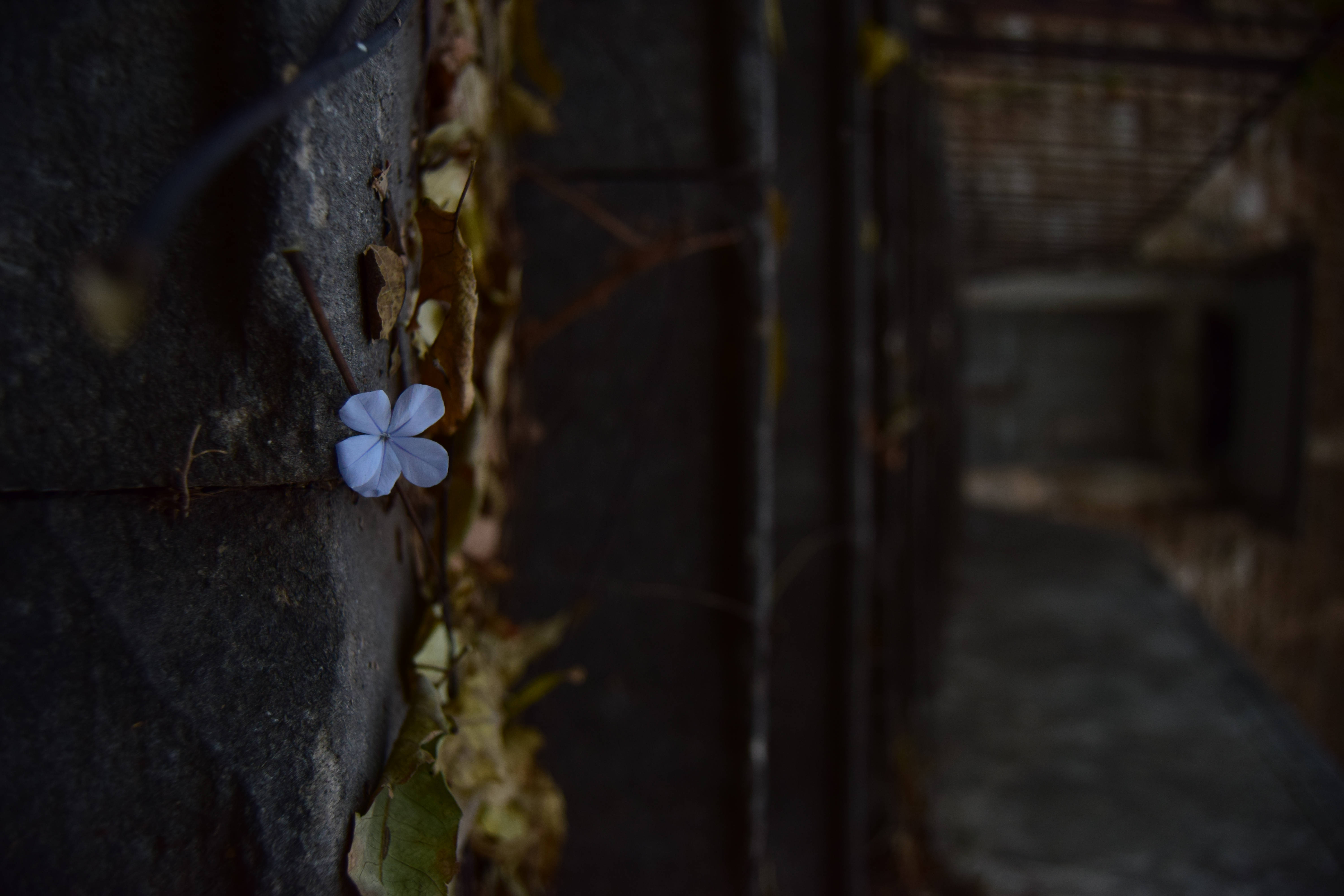 Lebanon, white flower, light blue flower, 5K Desktop Wallpaper