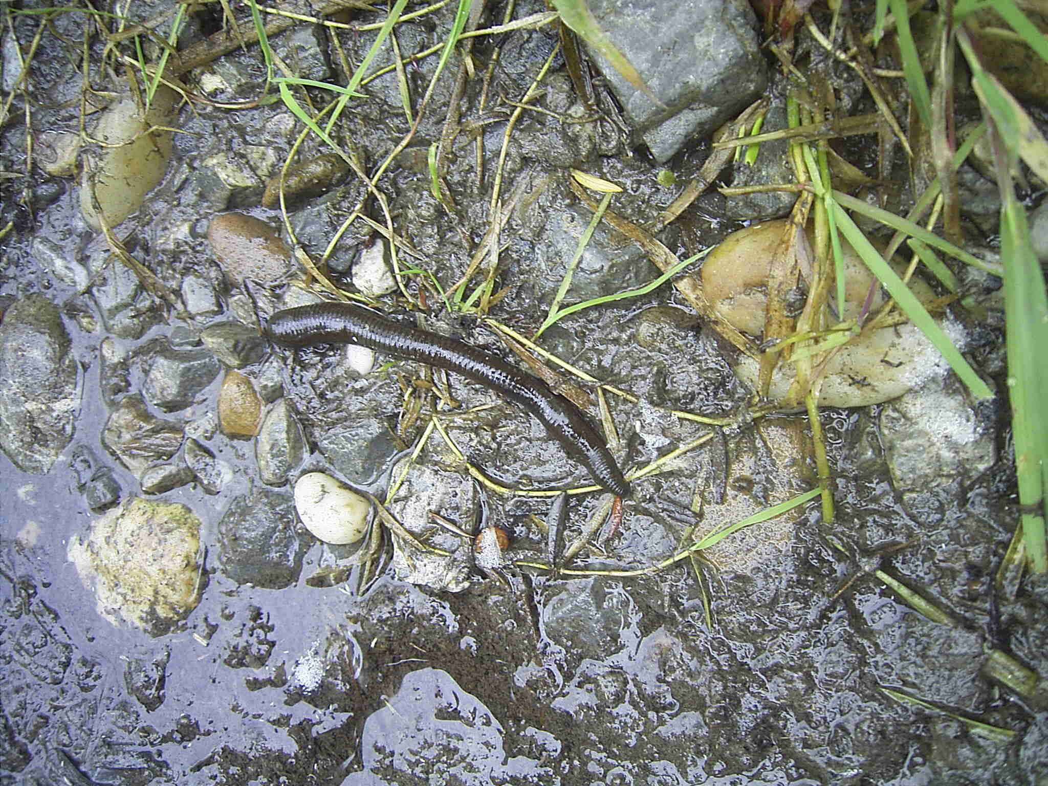 Leech, natural habitat, wet muddy ground, Full HD Desktop Wallpaper