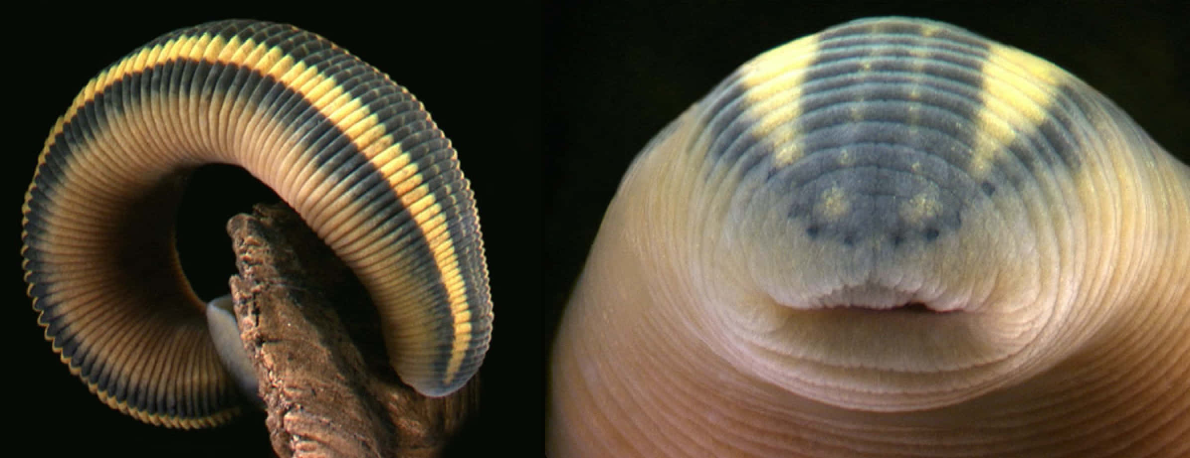 Leech, striped yellow and dark body, coiled around wood, Full HD Desktop Wallpaper