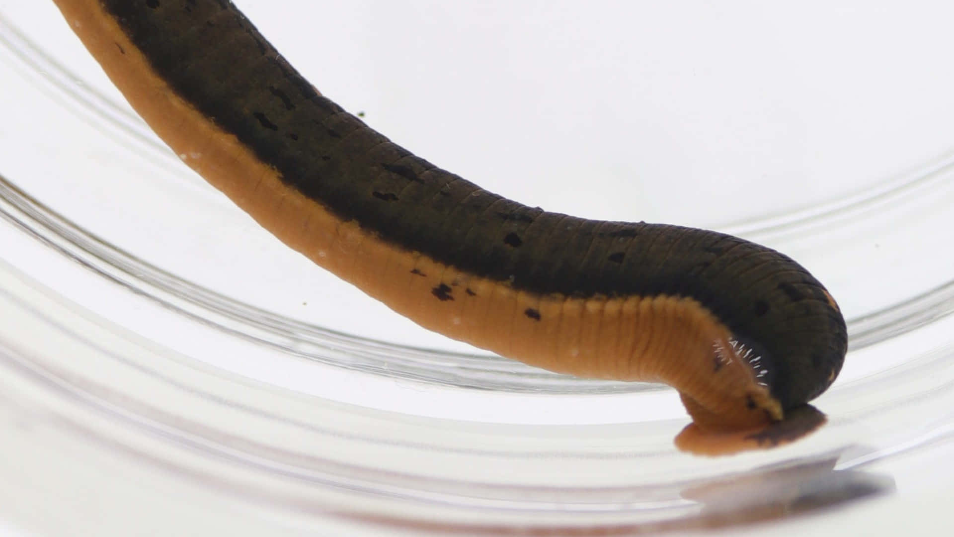leech, dark brown, orange, Full HD Desktop Wallpaper