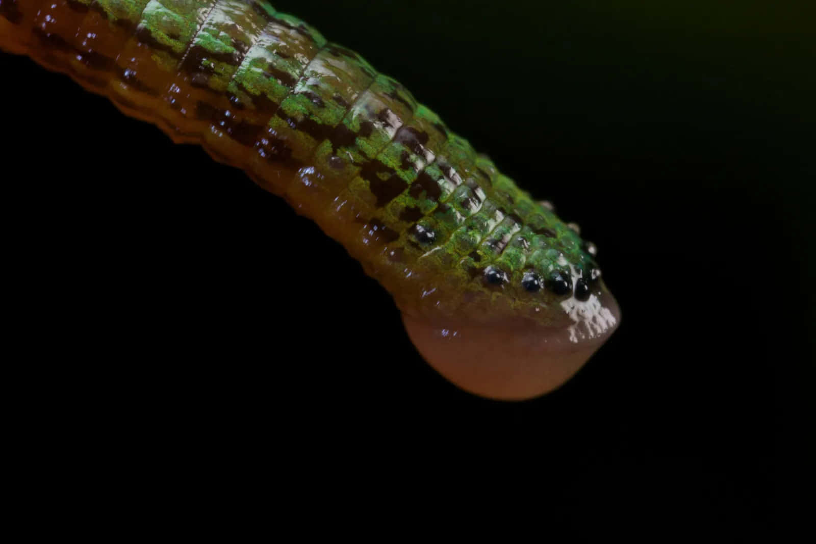 green leech, brown leech, translucent oral sucker, HD Desktop Wallpaper