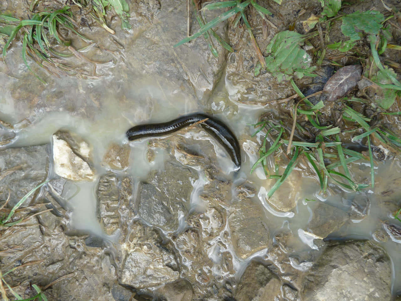 Leech, muddy water, wet rocks, HD Desktop Wallpaper