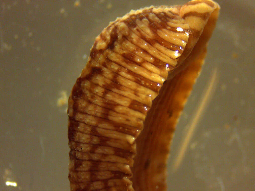 Leech, segmented, brown and tan, SD Desktop Wallpaper