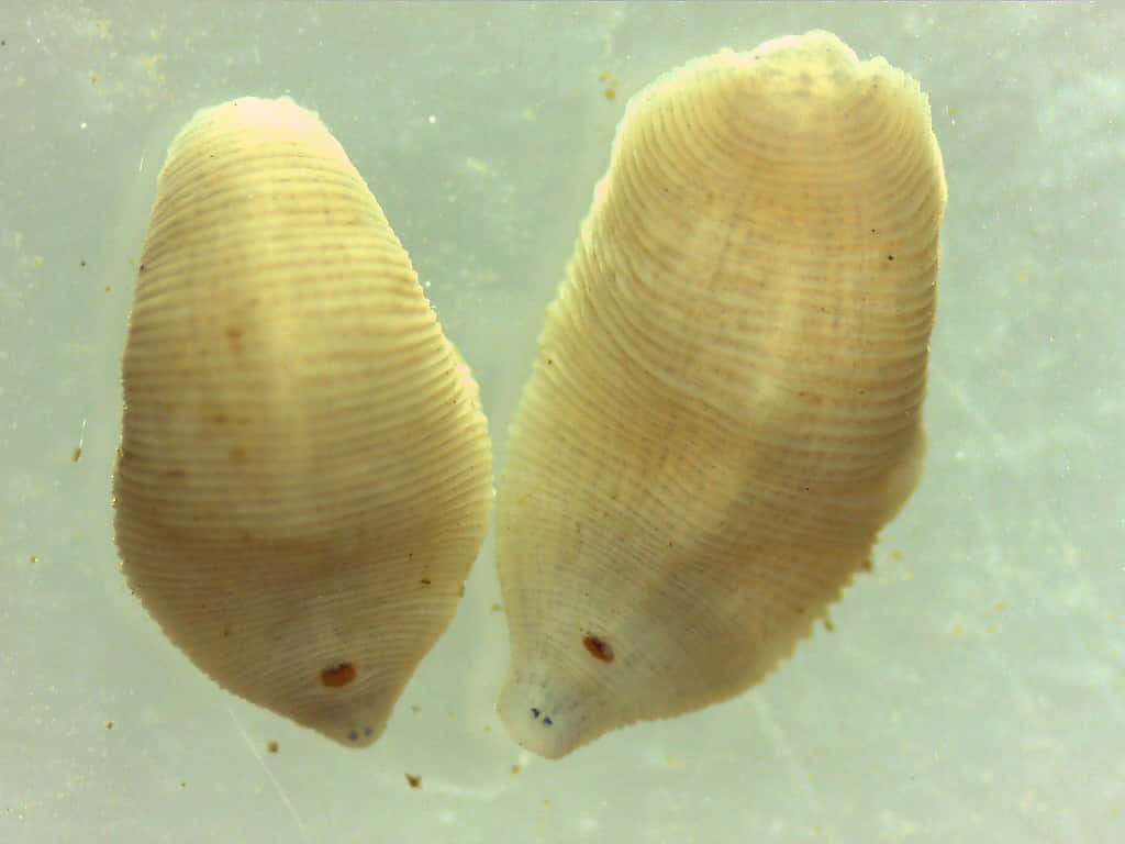 aquatic leeches, pale yellow, ribbed textured bodies, SD Desktop Wallpaper
