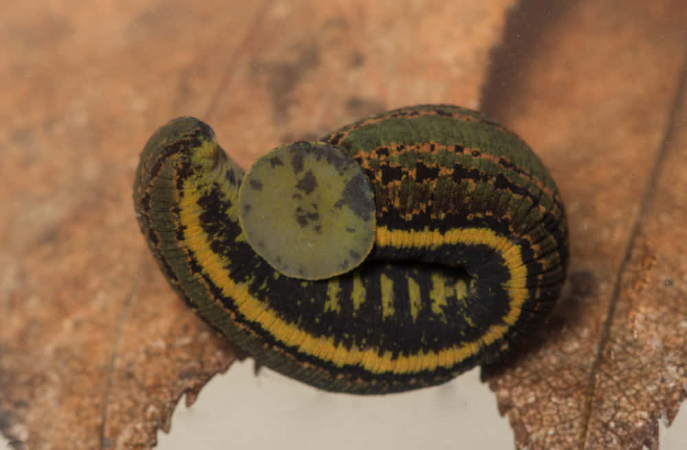 curled leechon leaf, green and yellow striped leech, brown leaf, SD Desktop Wallpaper