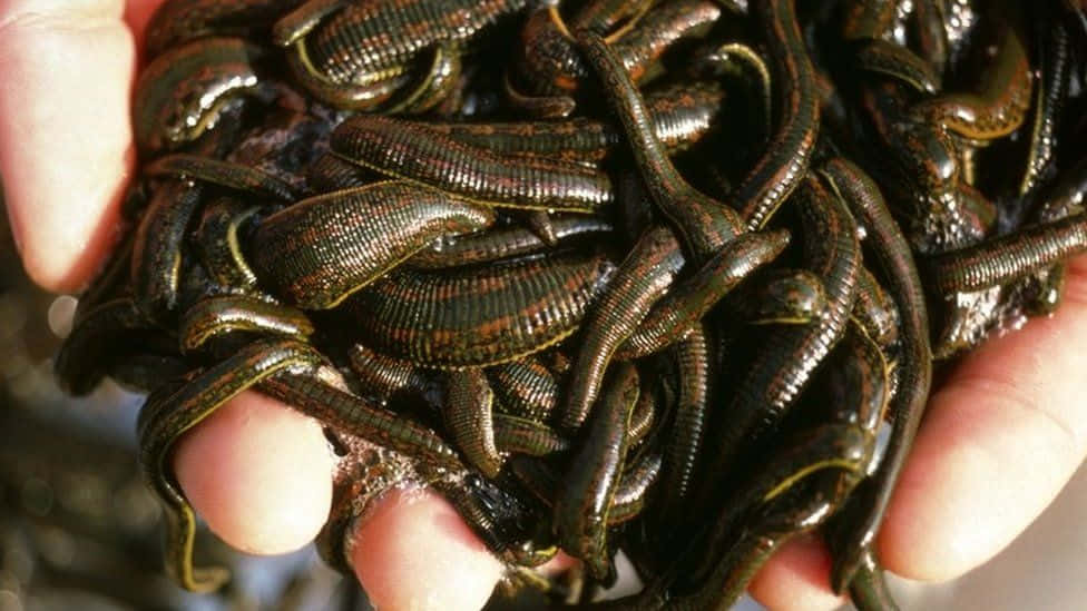 handfulof leeches, dark greenish-brown leeches, yellowish stripes, SD Desktop Wallpaper