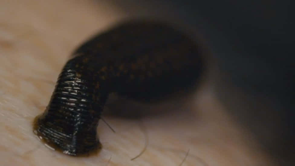 leech, dark brown, segmented body, SD Desktop Wallpaper