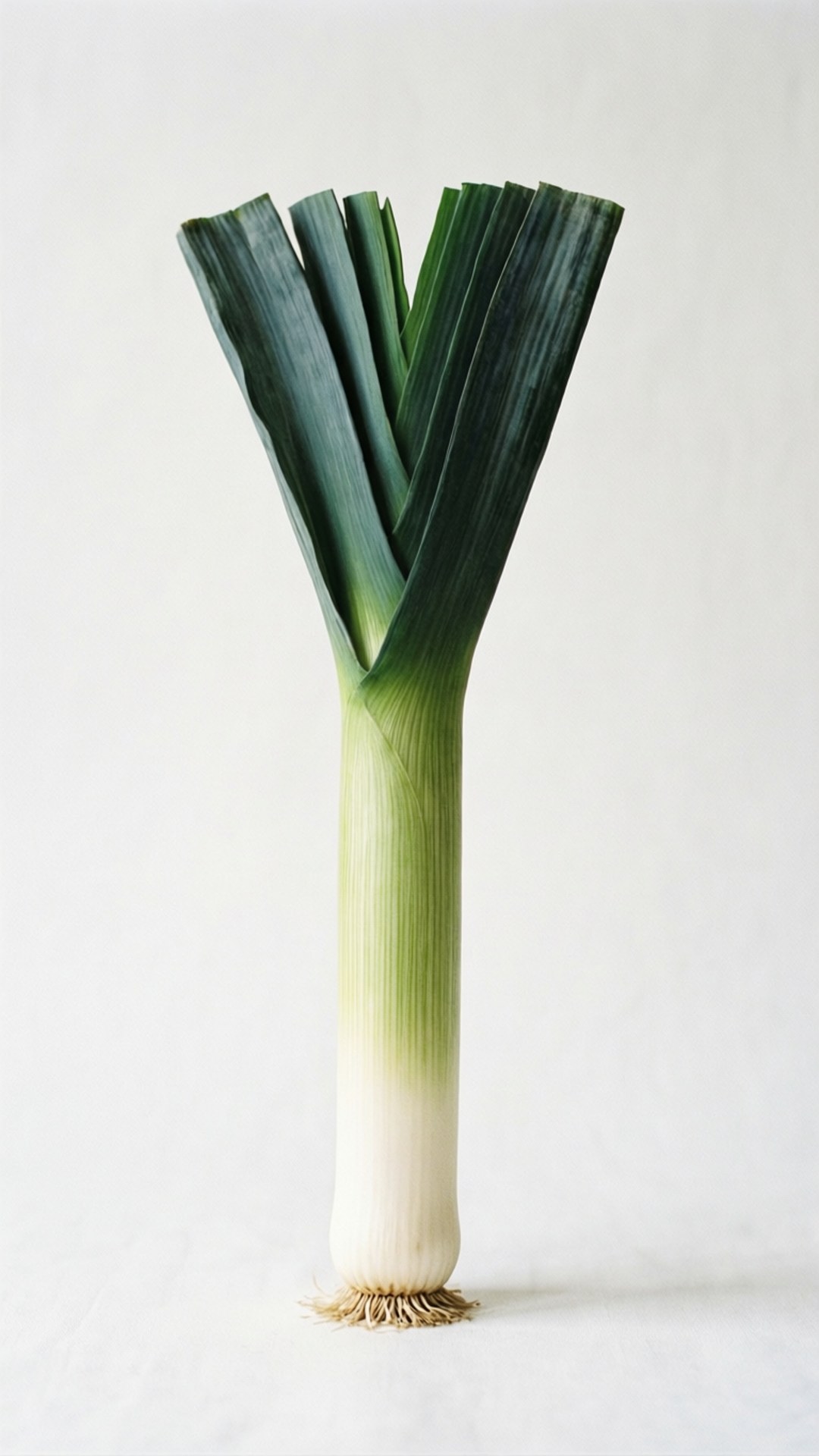 minimalist leek, white background, single leek, Full HD Phone Wallpaper