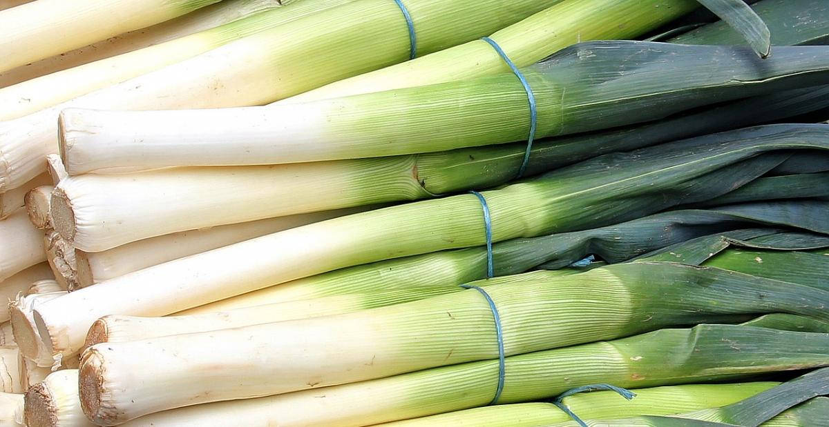 leek, blue twine, crisp white stalks, SD Desktop Wallpaper