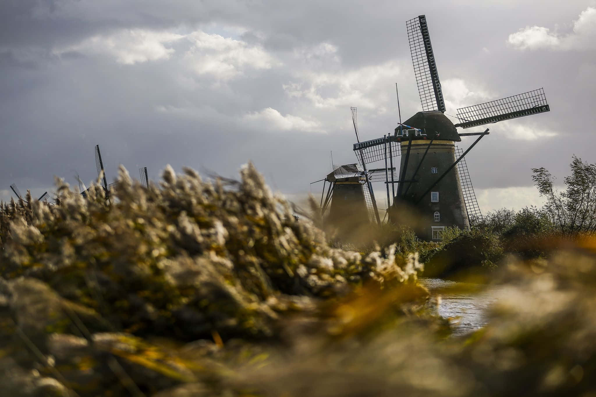 windmills, reeds, Lelystad, Full HD Desktop Wallpaper