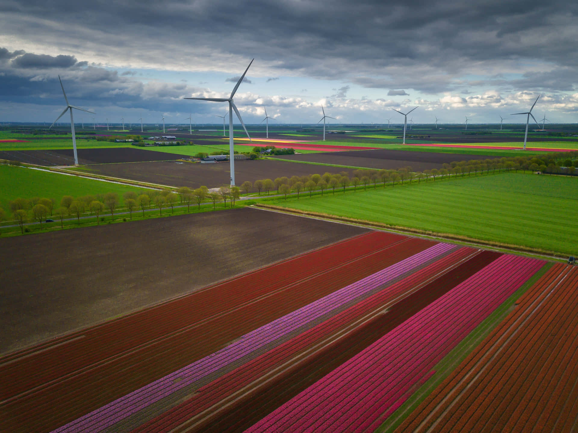 Lelystad, windmills, colorful tulip fields, Full HD Desktop Wallpaper
