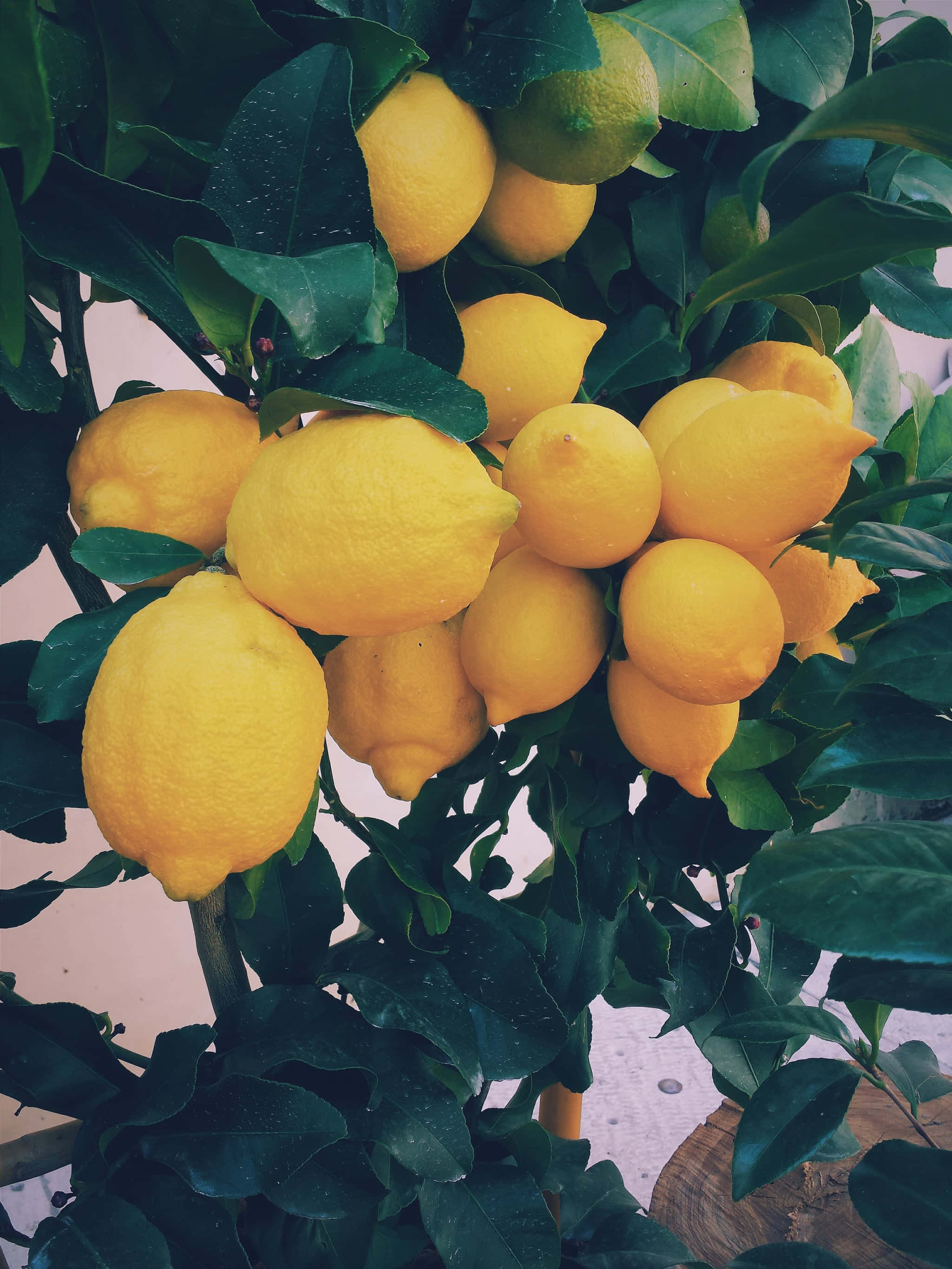 Lemon iPhone, lemon, yellow, 2K Phone Wallpaper