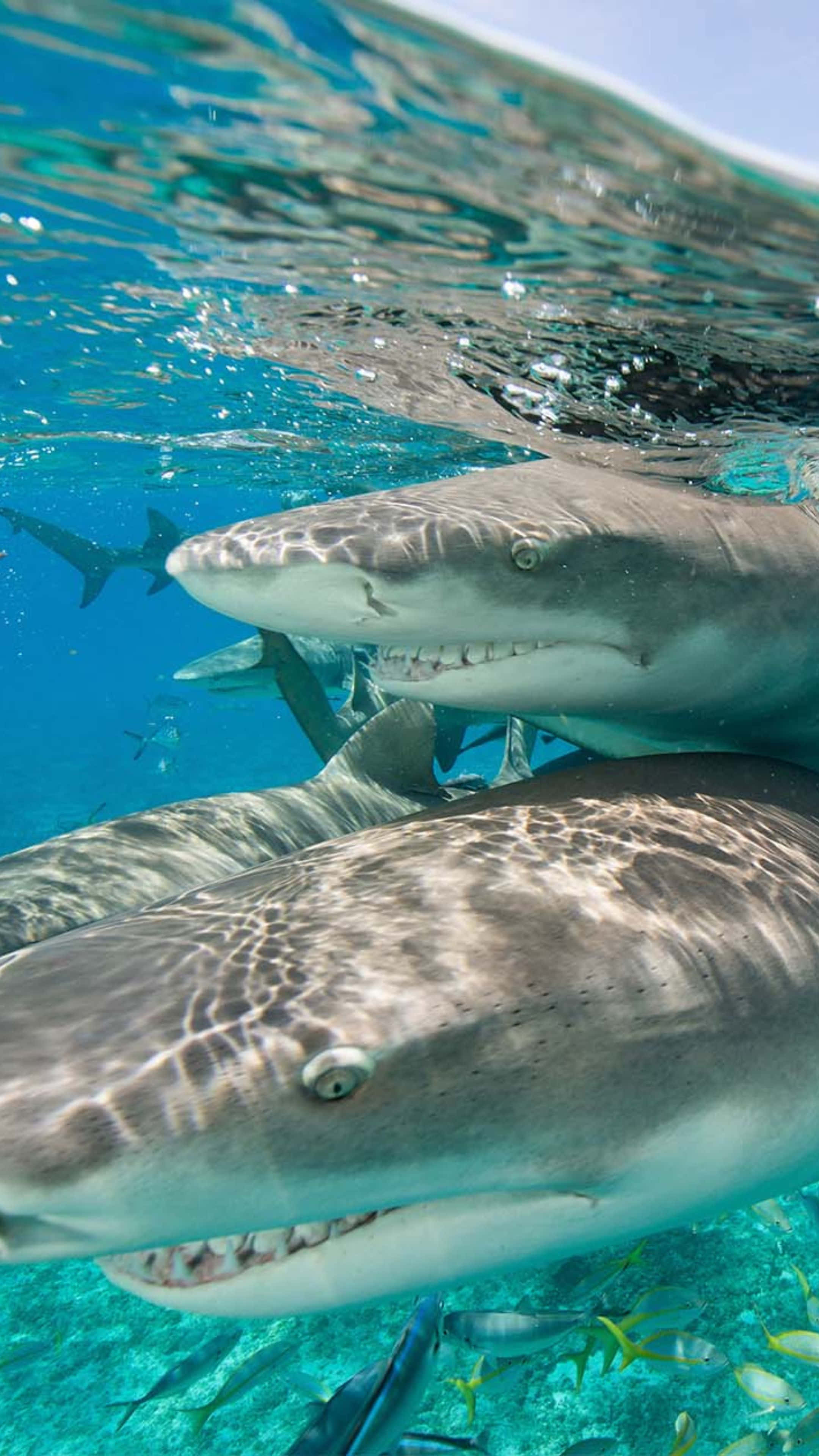 Lemon Shark, sunlit turquoise water, fish darting nearby, 4K Phone Wallpaper